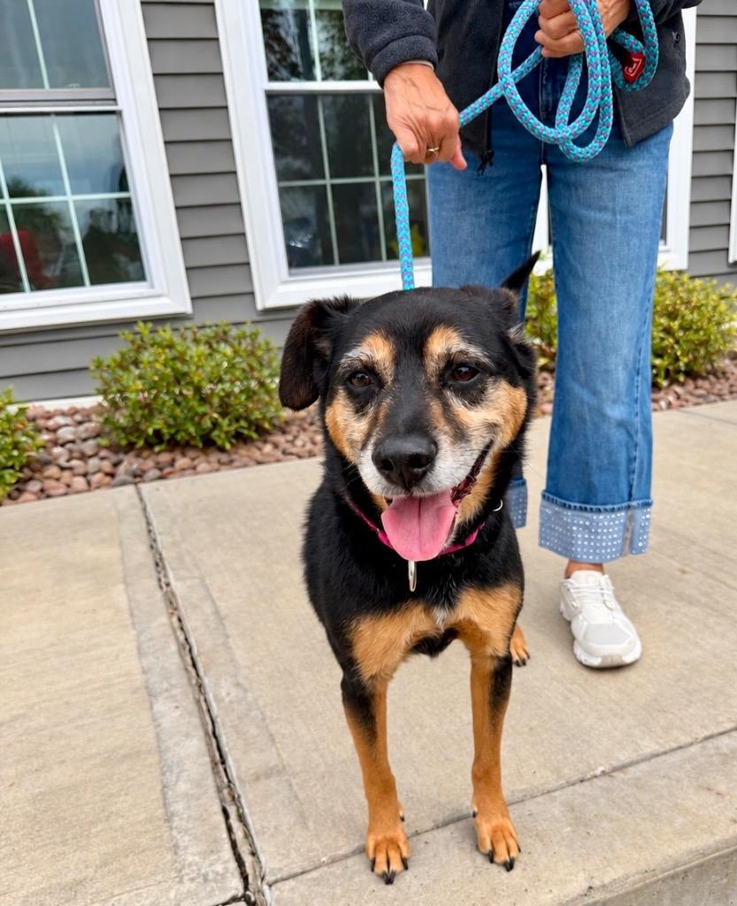 Enlarge Trigger, a Adoptable Hound in Liverpool, NY image 2/5