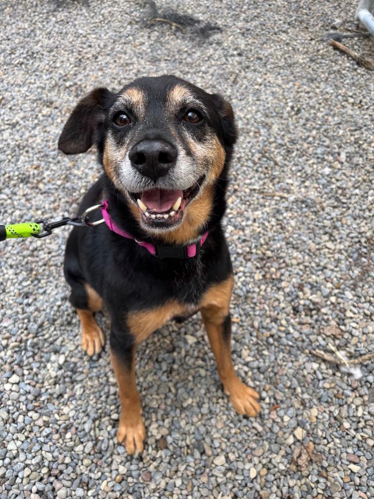 Enlarge Trigger, a Adoptable Hound in Liverpool, NY image 3/5