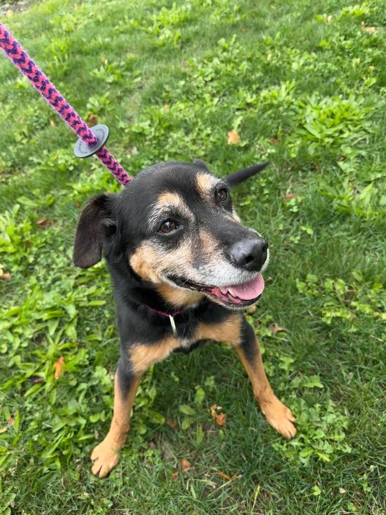 Enlarge Trigger, a Adoptable Hound in Liverpool, NY image 4/5