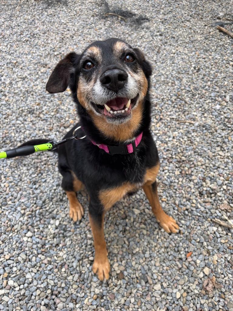 Enlarge Trigger, a Adoptable Hound in Liverpool, NY image 5/5