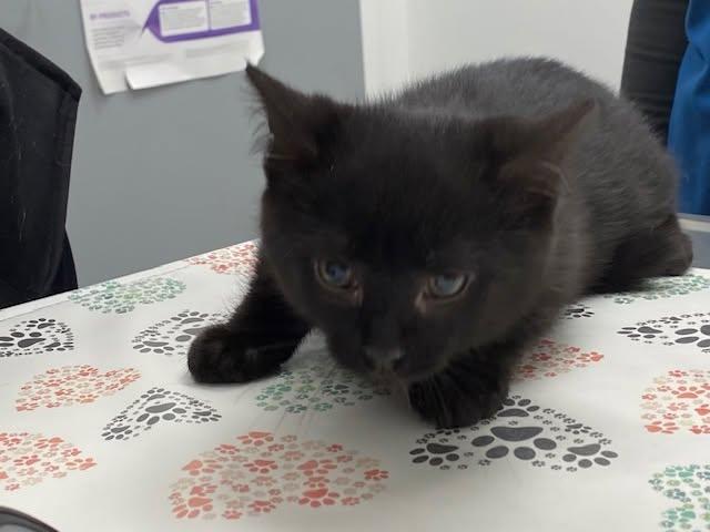 Lucas, ADOPTABLE, Kitten Male Domestic Short Hair.