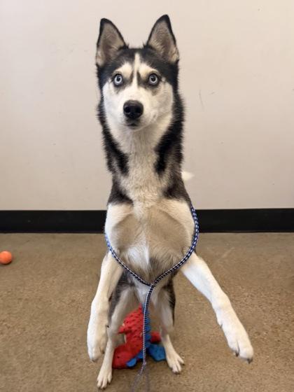 Jean, adopted, Young Female Siberian Husky.