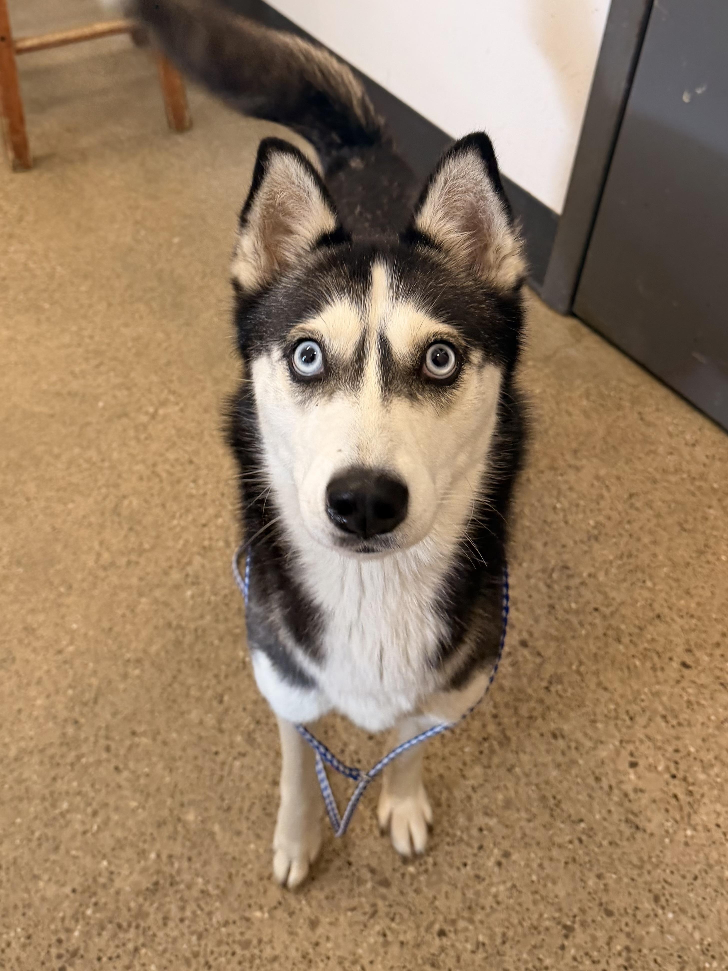 Enlarge Jean, an adopted Siberian Husky in Cleveland, OH image 2/2