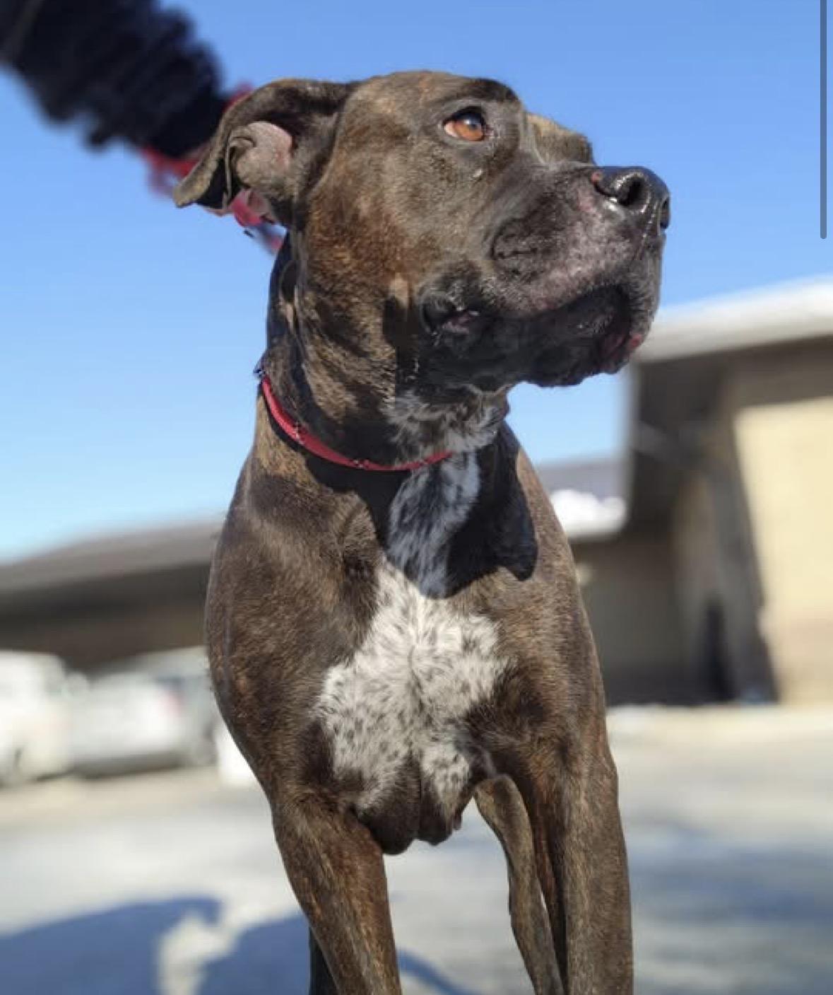 Enlarge Lena, a ADOPTABLE mixed breed in Youngstown, OH image 4/4