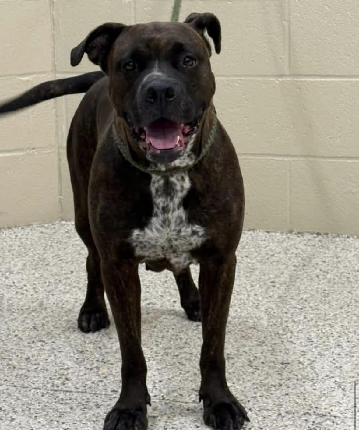 Enlarge Lena, a ADOPTABLE mixed breed in Youngstown, OH image 2/4