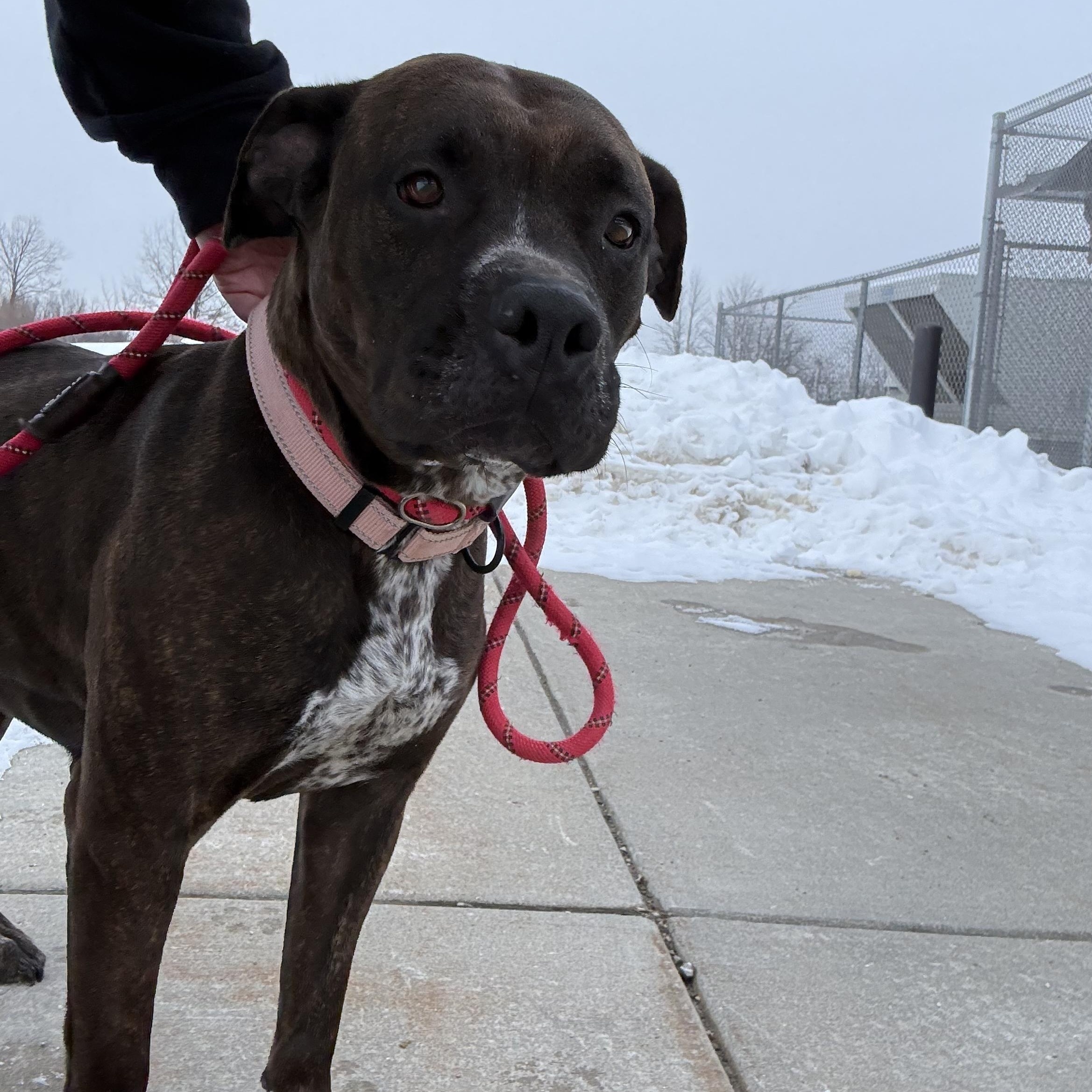 Enlarge Lena, a ADOPTABLE mixed breed in Youngstown, OH image 1/4