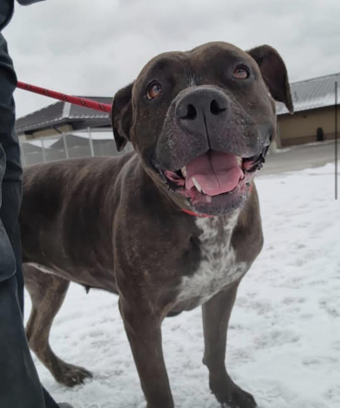 Enlarge Lena, a ADOPTABLE mixed breed in Youngstown, OH image 3/4