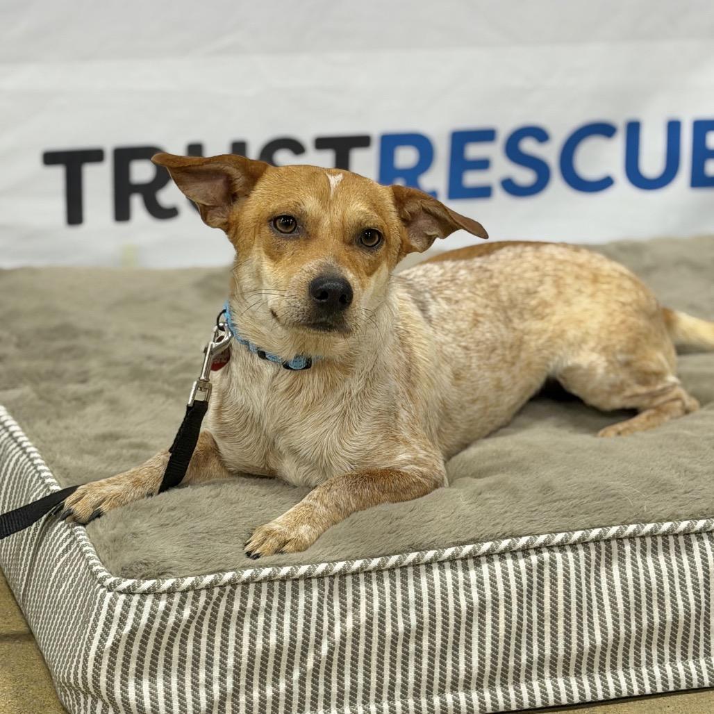 SEAN, Adoptable, Adult Male Cattle Dog & Terrier.