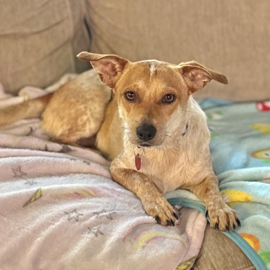 Enlarge SEAN, a Adoptable mixed breed in Berlin, NJ image 2/6