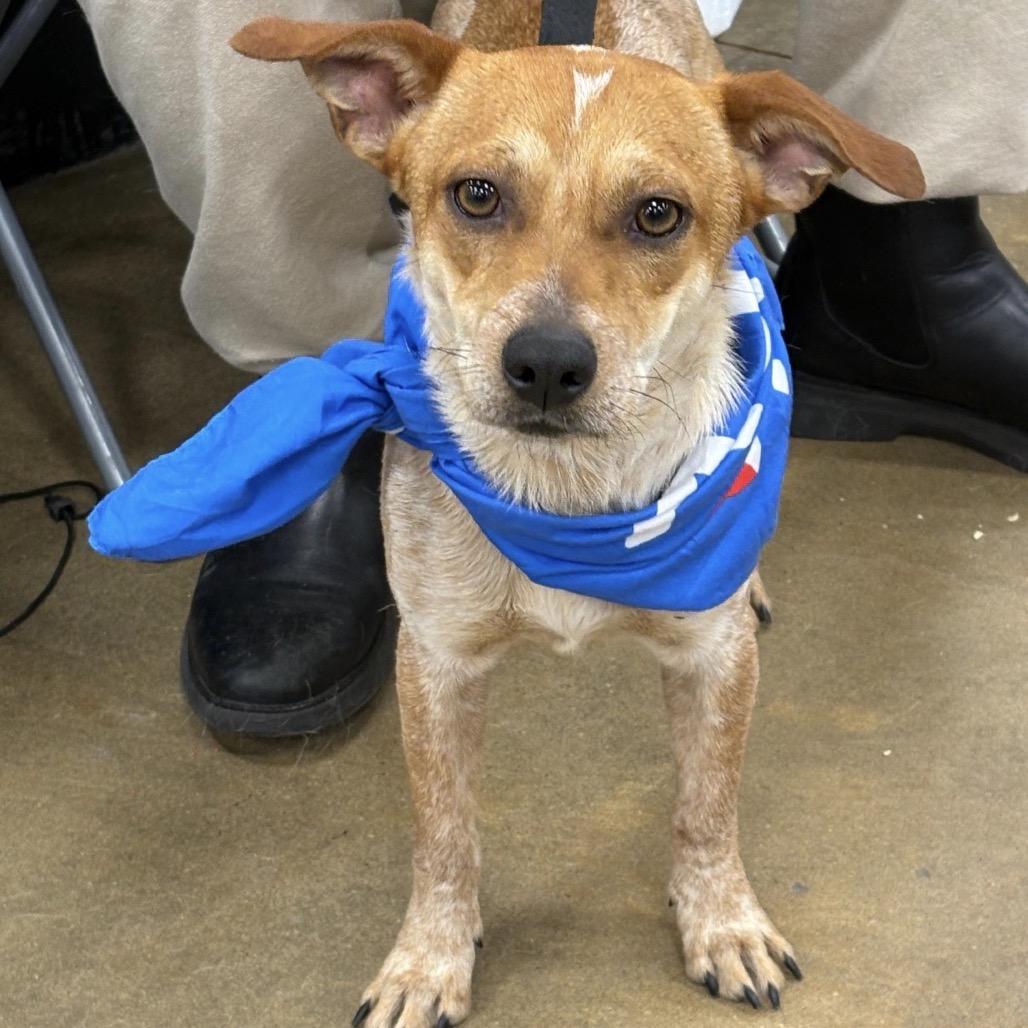 Enlarge SEAN, a Adoptable mixed breed in Berlin, NJ image 3/6