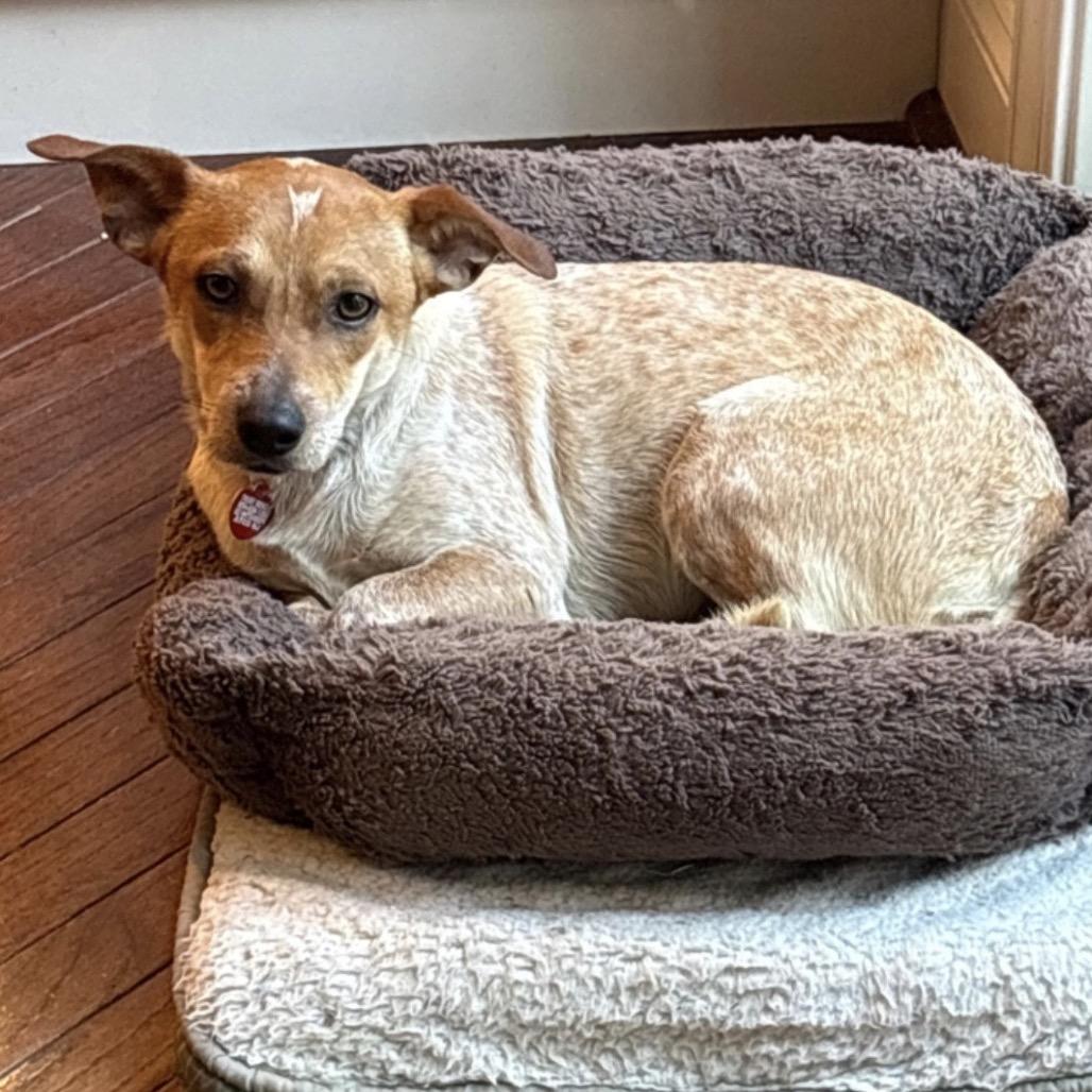 Enlarge SEAN, a Adoptable mixed breed in Berlin, NJ image 5/6