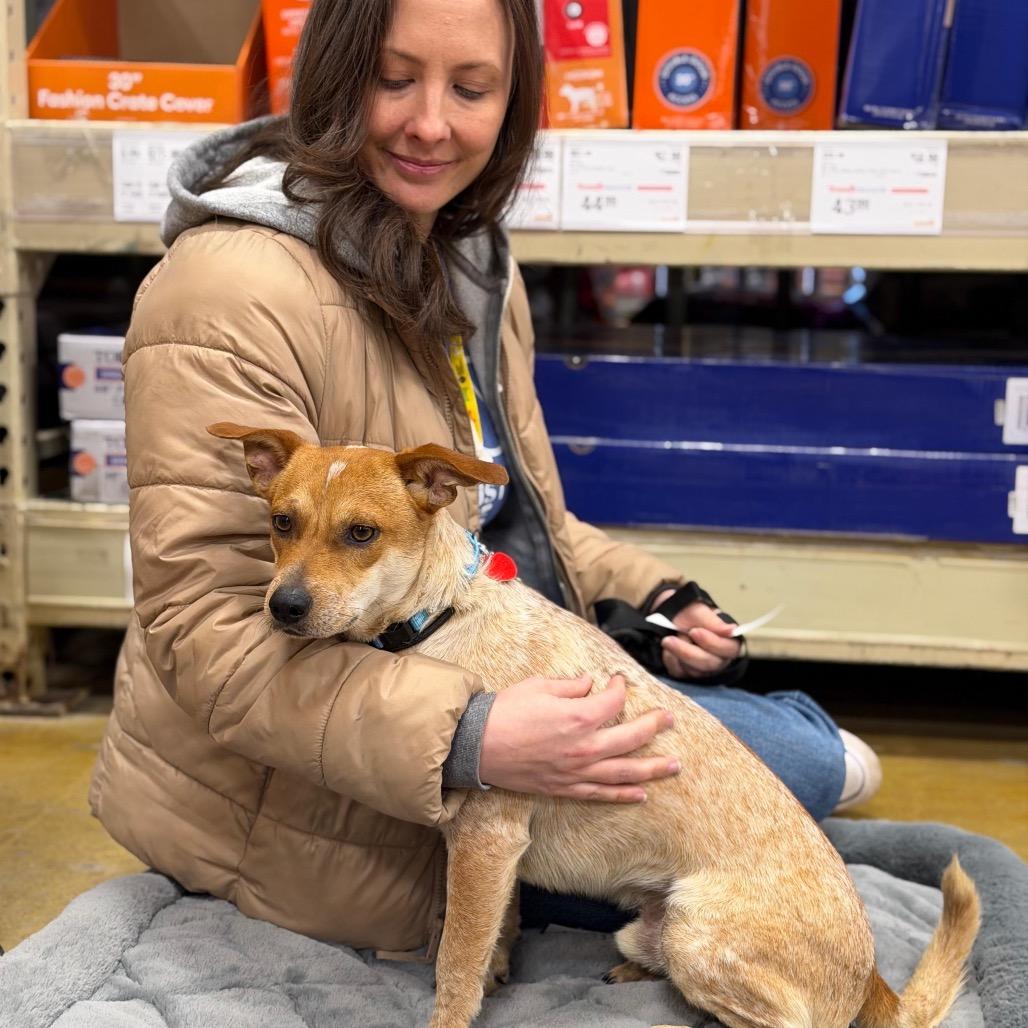 Enlarge SEAN, a Adoptable mixed breed in Berlin, NJ image 6/6