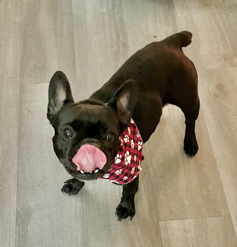 Enlarge Ruby, a Adoptable French Bulldog in Decatur, IN image 1/5