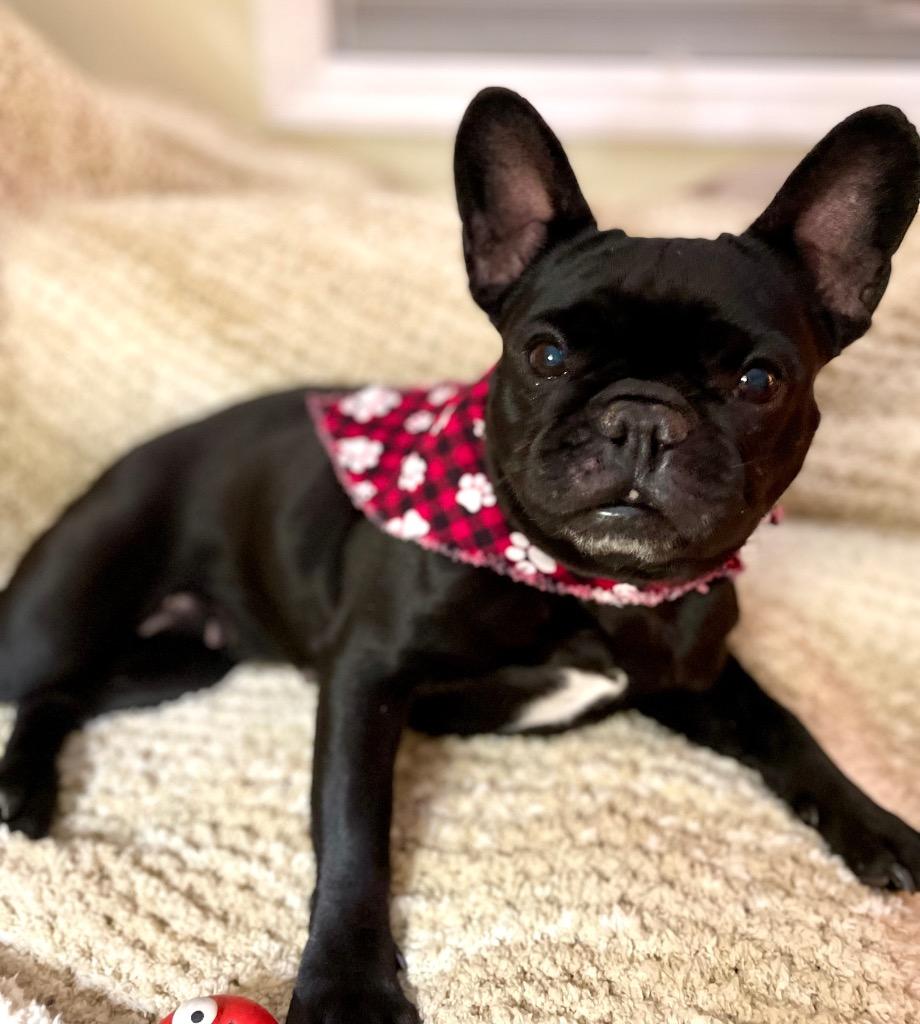Enlarge Ruby, a Adoptable French Bulldog in Decatur, IN image 2/5