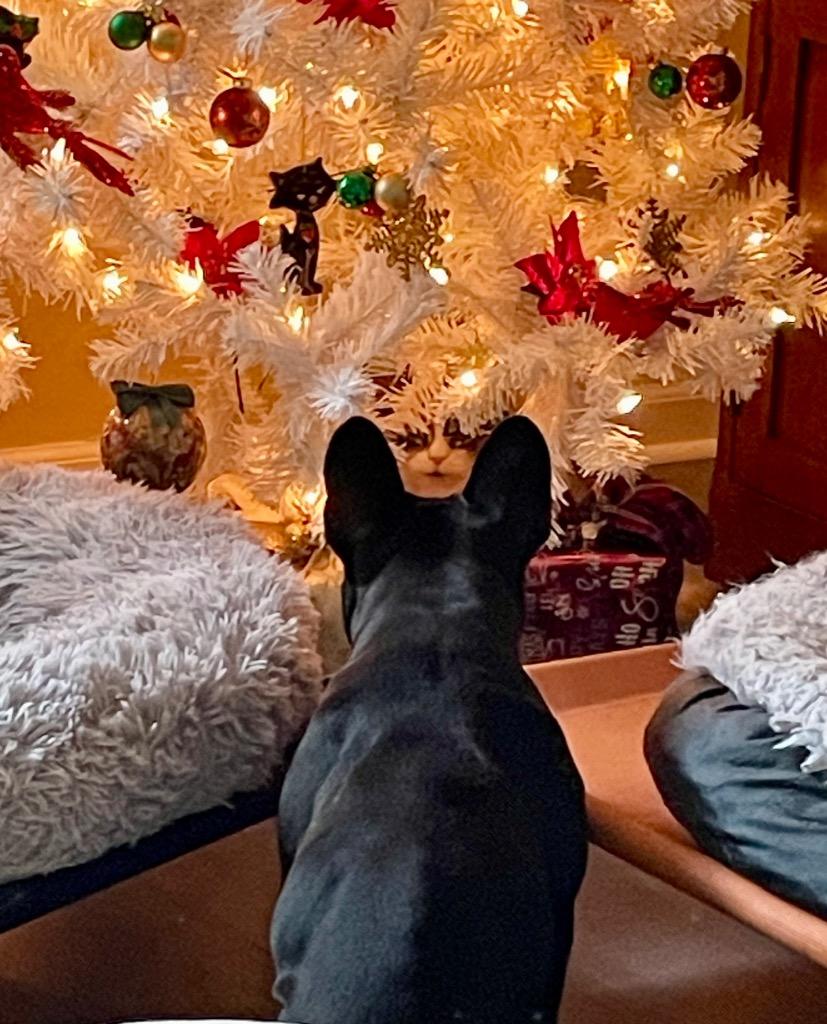 Enlarge Ruby, a Adoptable French Bulldog in Decatur, IN image 3/5