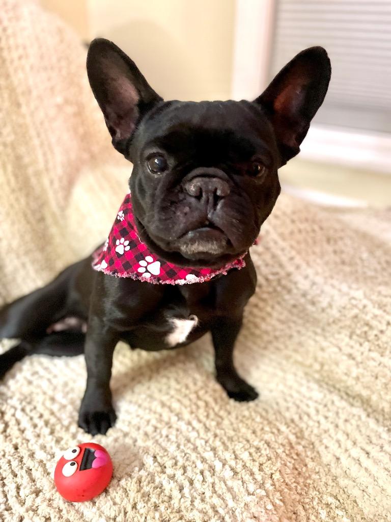 Enlarge Ruby, a Adoptable French Bulldog in Decatur, IN image 4/5