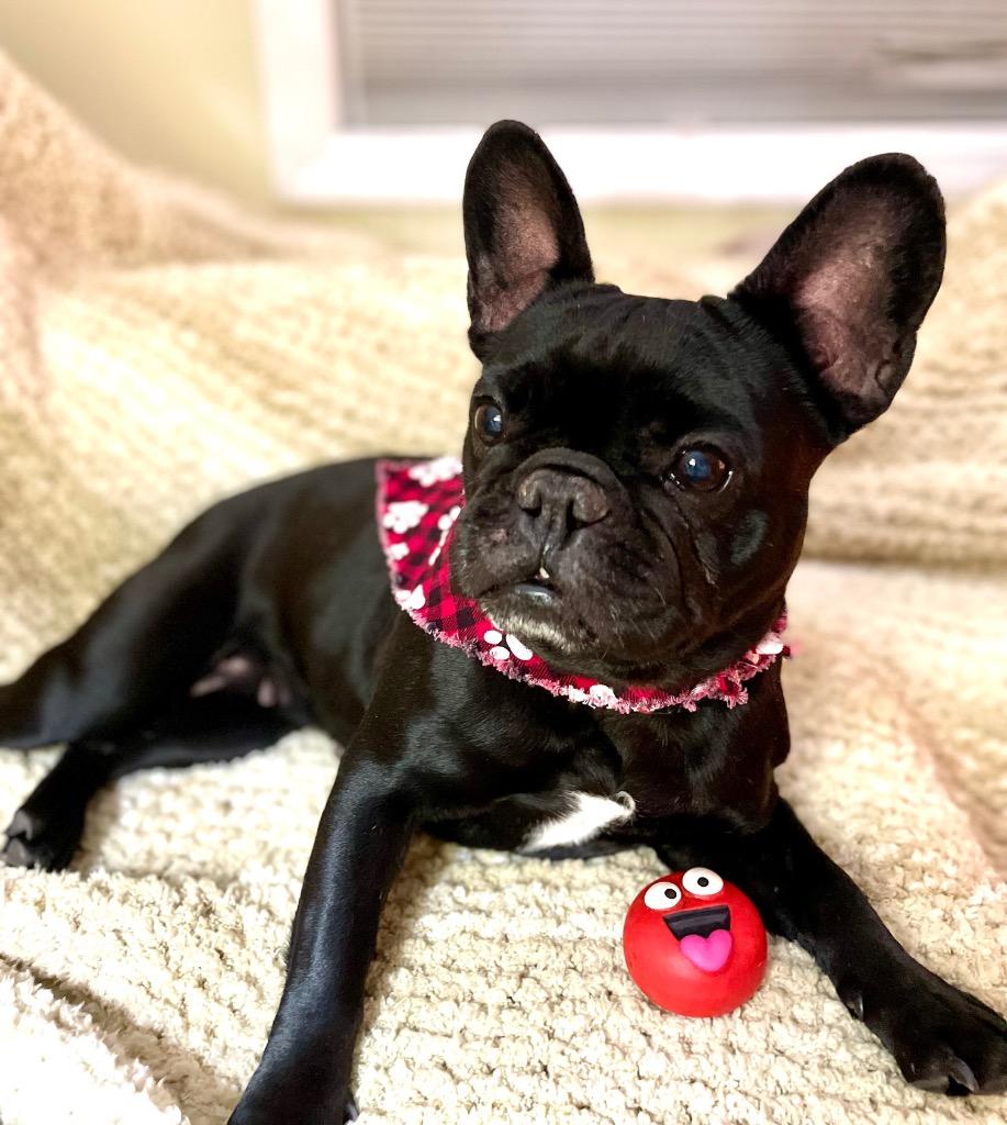 Enlarge Ruby, a Adoptable French Bulldog in Decatur, IN image 5/5