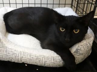 Feisty, an adoptable Domestic Short Hair in Anaconda, MT, 59711 | Photo Image 1