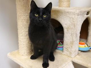 Feisty, an adoptable Domestic Short Hair in Anaconda, MT, 59711 | Photo Image 4