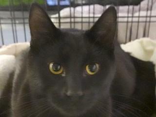 Feisty, an adoptable Domestic Short Hair in Anaconda, MT, 59711 | Photo Image 2