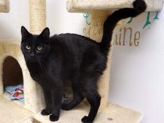 Feisty, an adoptable Domestic Short Hair in Anaconda, MT, 59711 | Photo Image 5