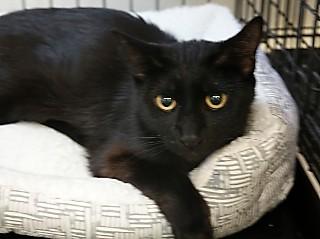 Feisty, an adoptable Domestic Short Hair in Anaconda, MT, 59711 | Photo Image 3