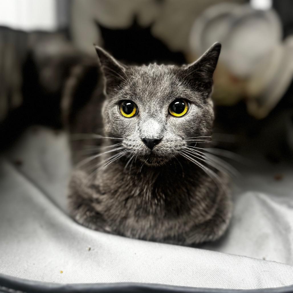 Jason, Adoptable, Adult Male Domestic Short Hair.