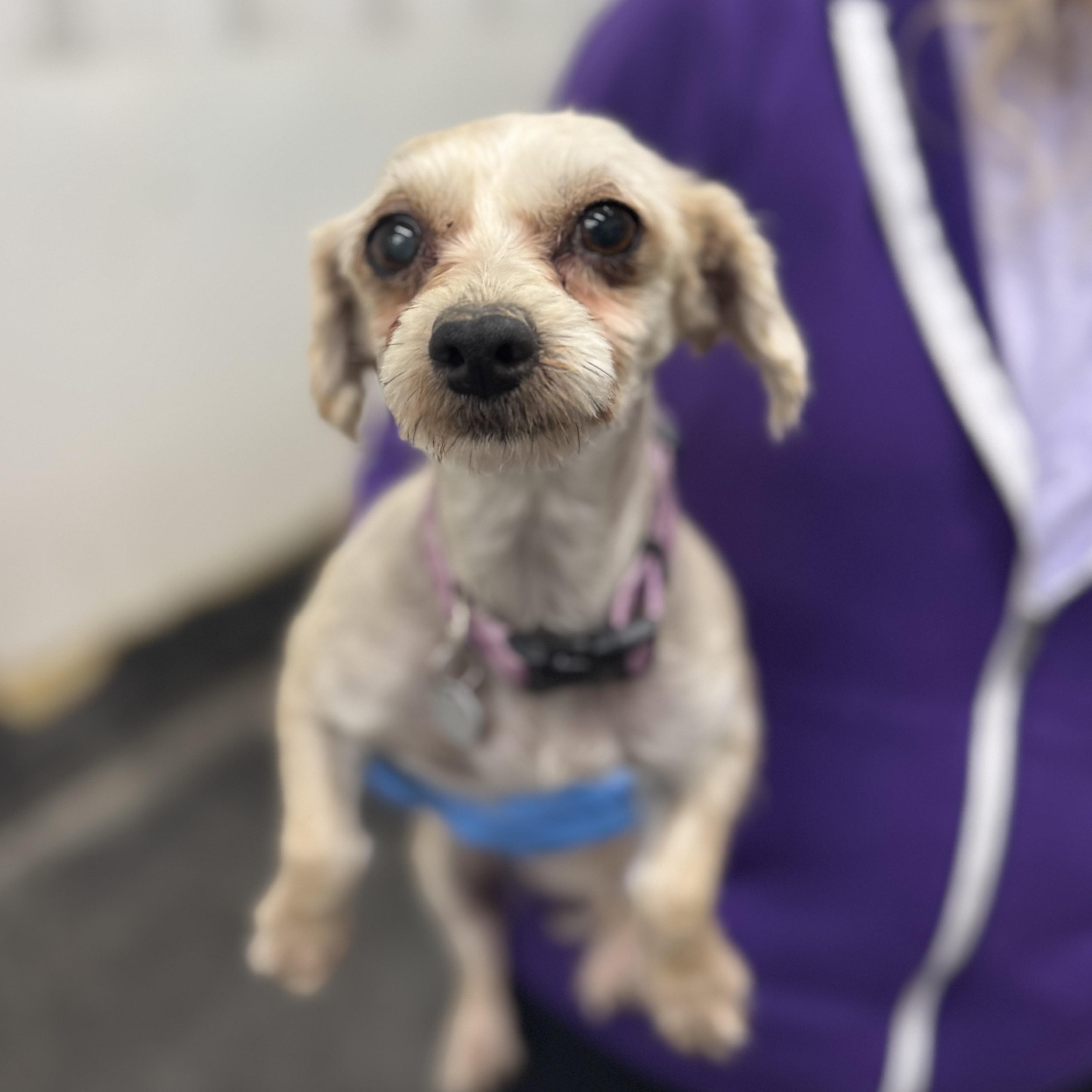 Tantara - Home Visit in Process, an adopted Morkie in Hartland, WI image 5/6