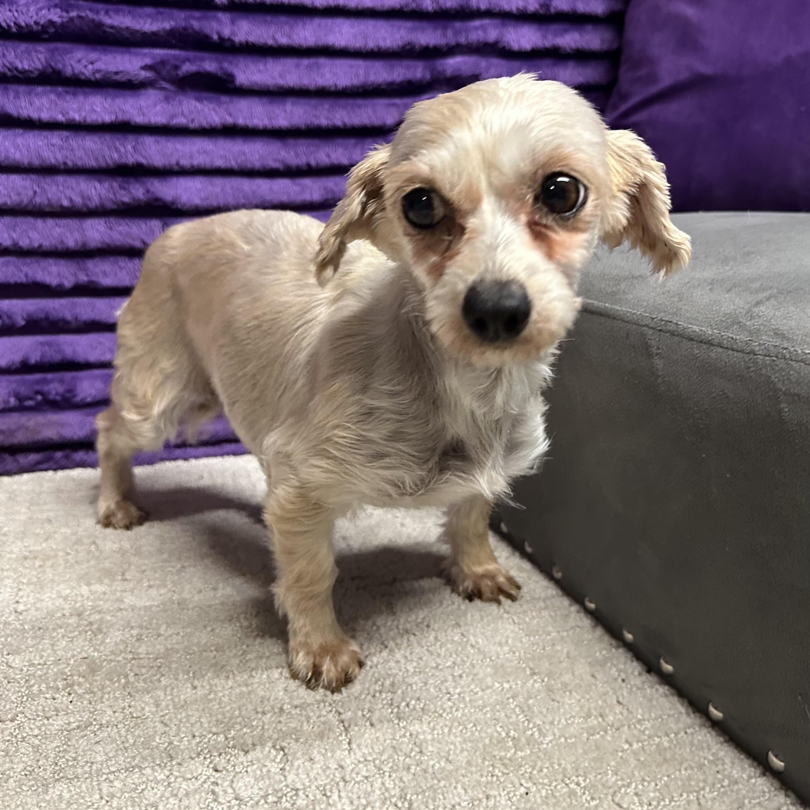 Tantara - Home Visit in Process, an adopted Morkie in Hartland, WI image 2/6