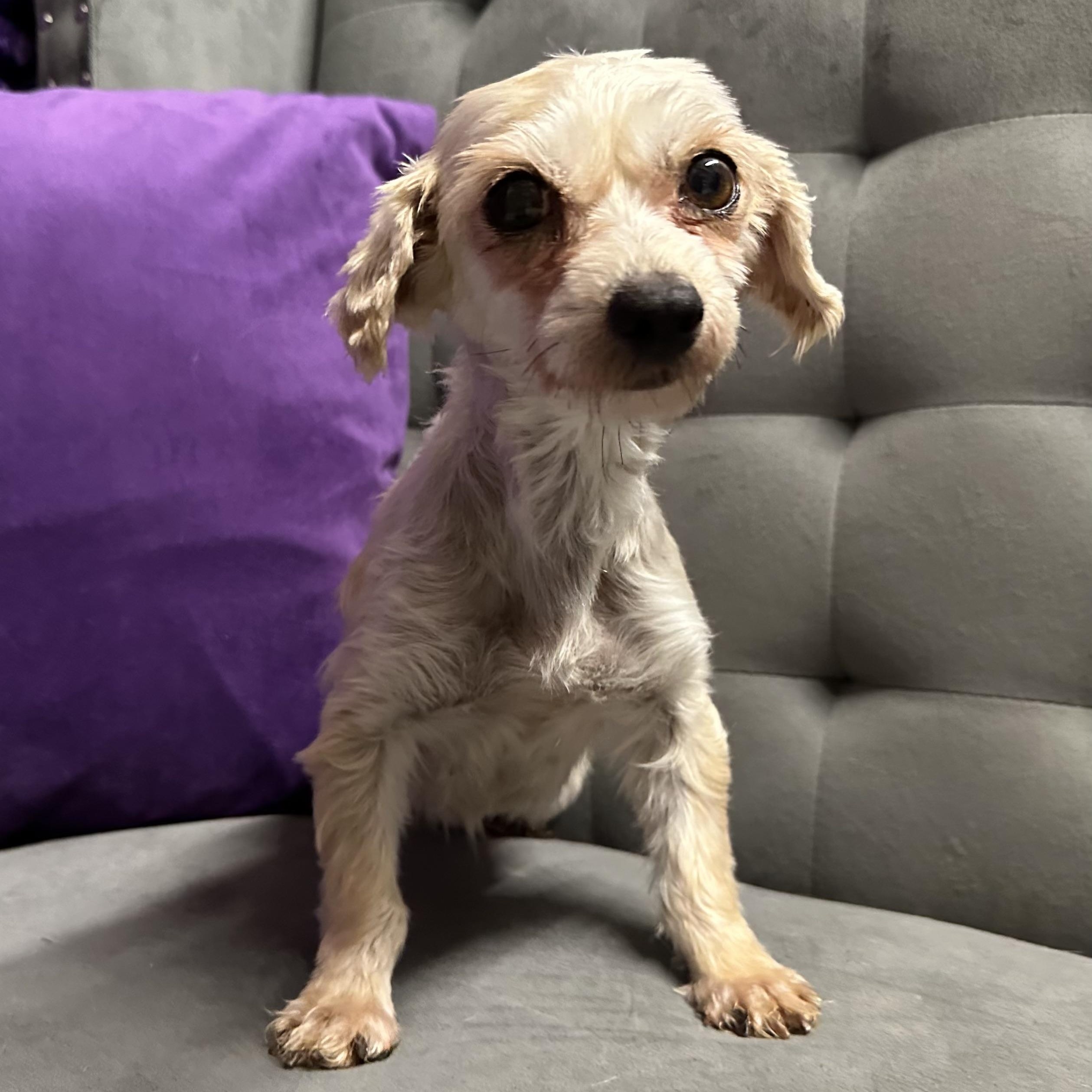 Tantara - Home Visit in Process, an adopted Morkie in Hartland, WI image 3/6