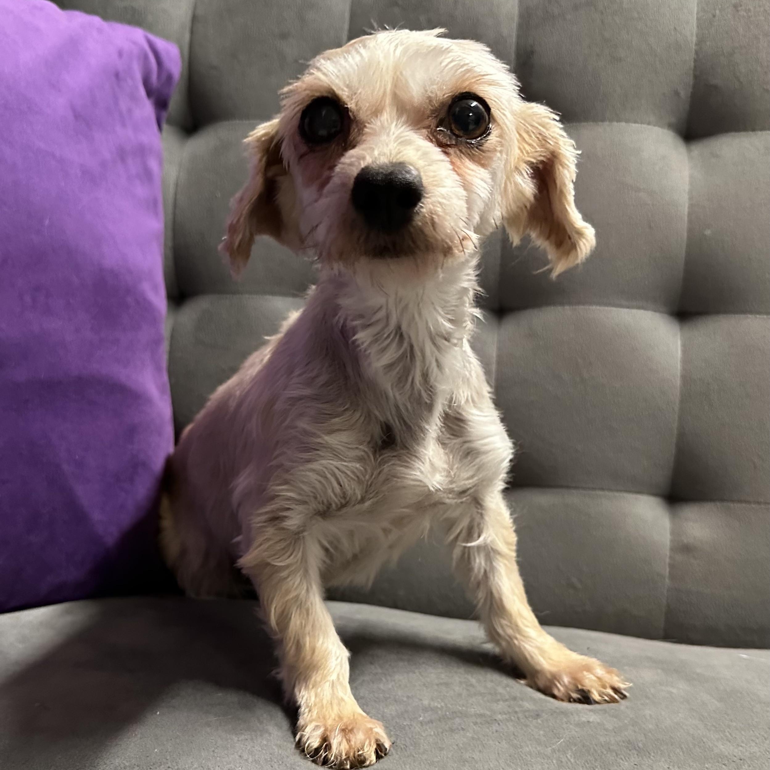 Tantara - Home Visit in Process, adopted, Adult Female Morkie.