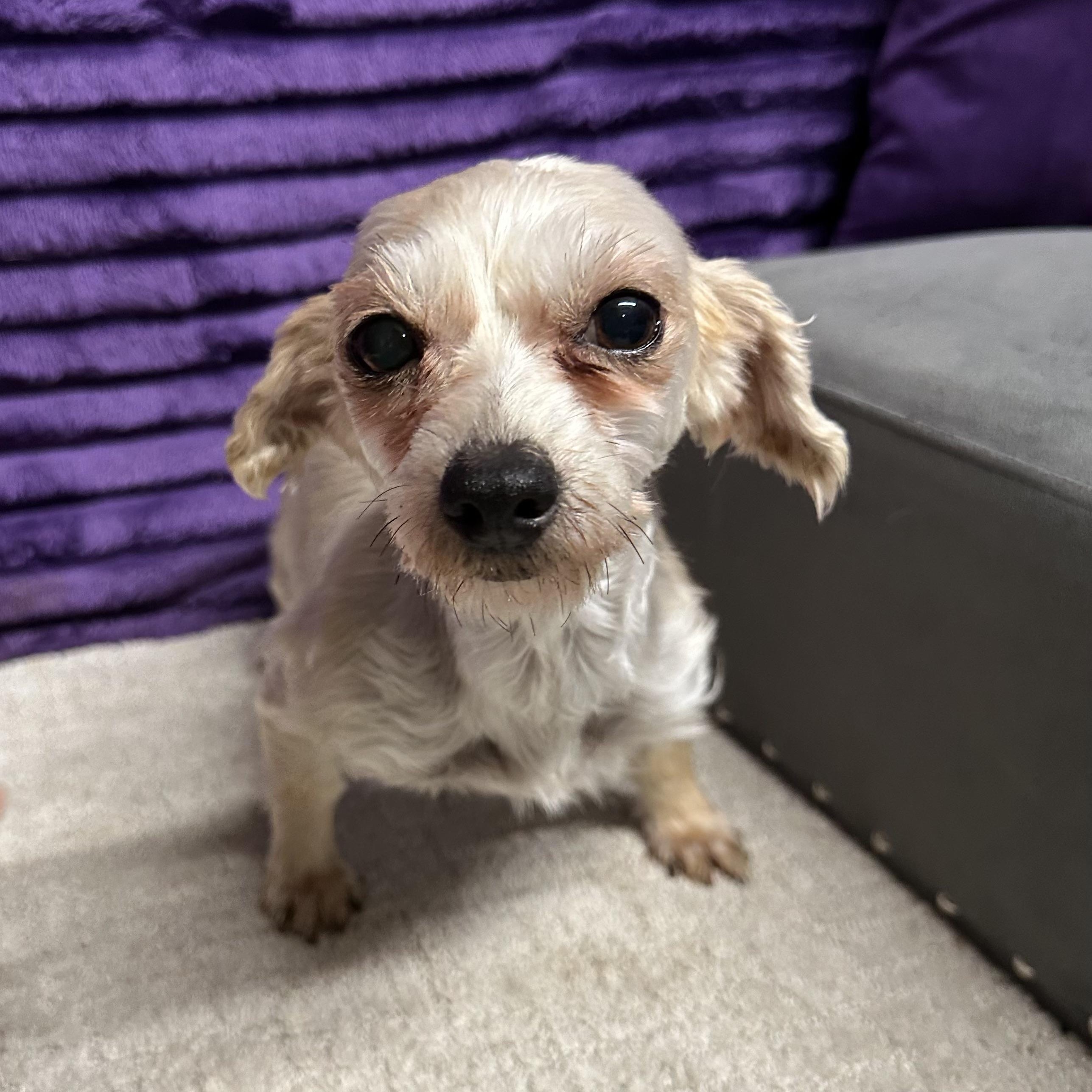 Tantara - Home Visit in Process, an adopted Morkie in Hartland, WI image 4/6