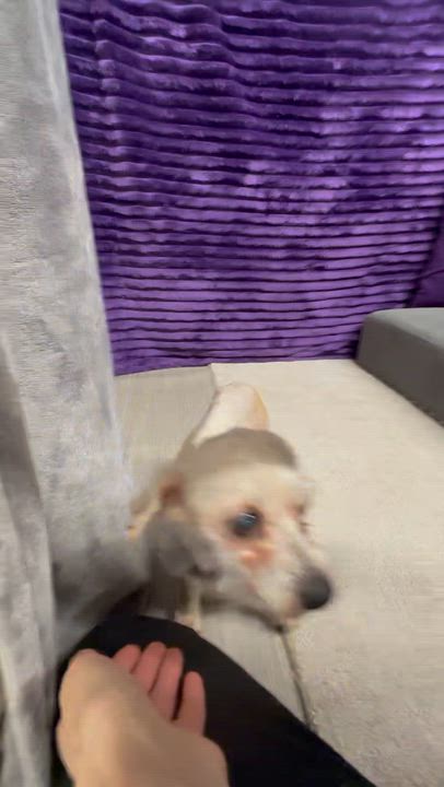 Enlarge Tantara - Home Visit in Process, an adopted Morkie in Hartland, WI video 6/6