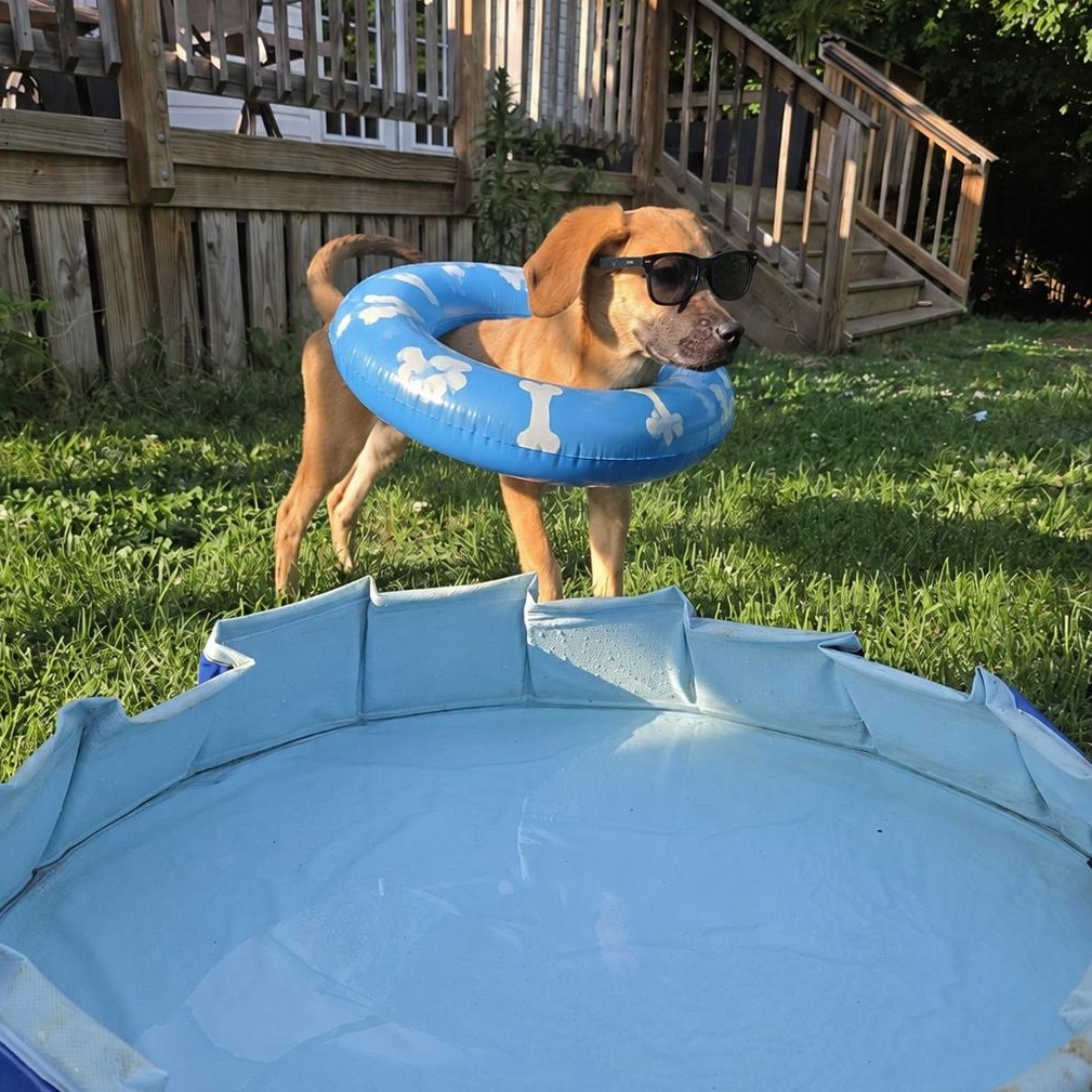 Enlarge Dunkin, a Adoptable mixed breed in Shinnston, WV image 6/6