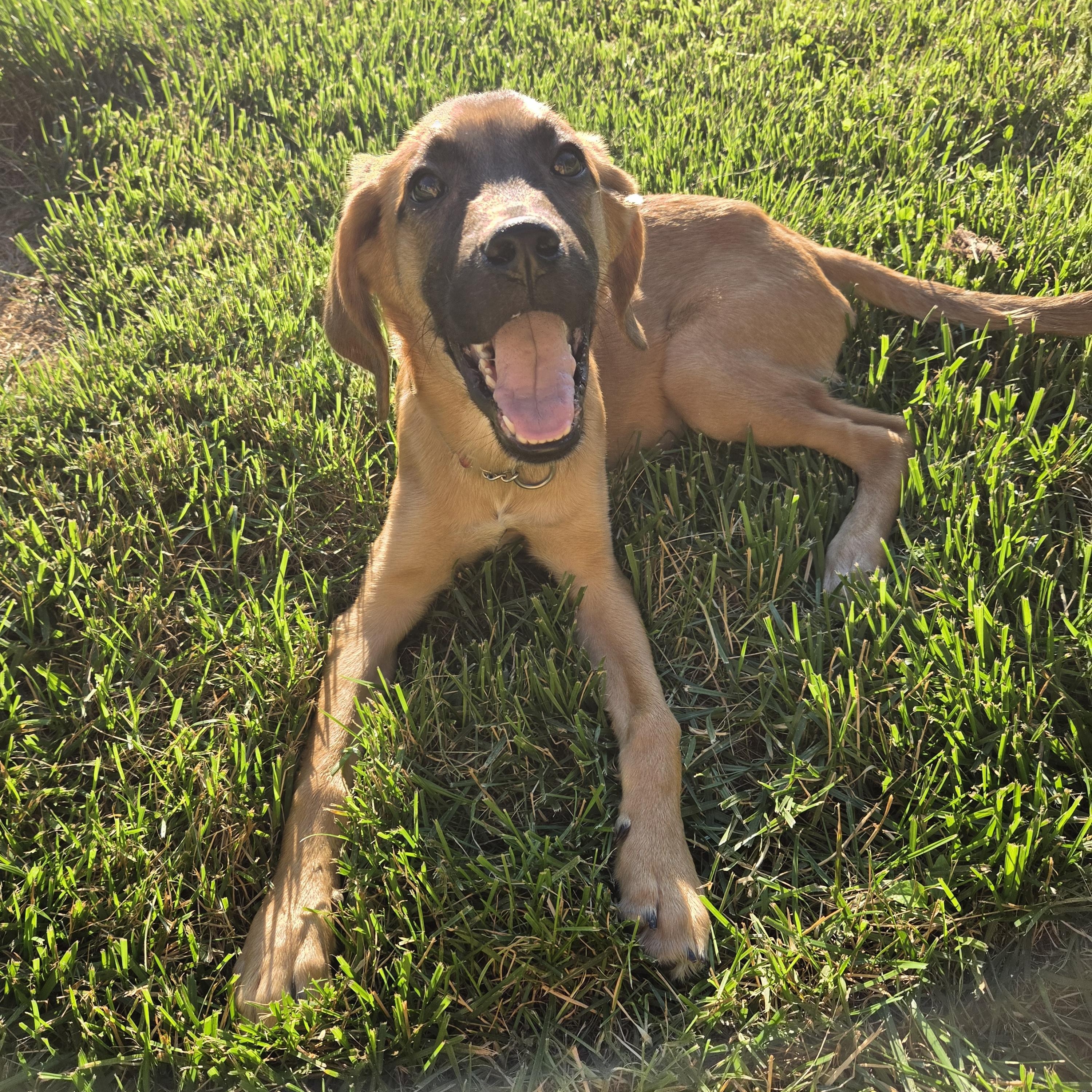 Enlarge Dunkin, a Adoptable mixed breed in Shinnston, WV image 2/6