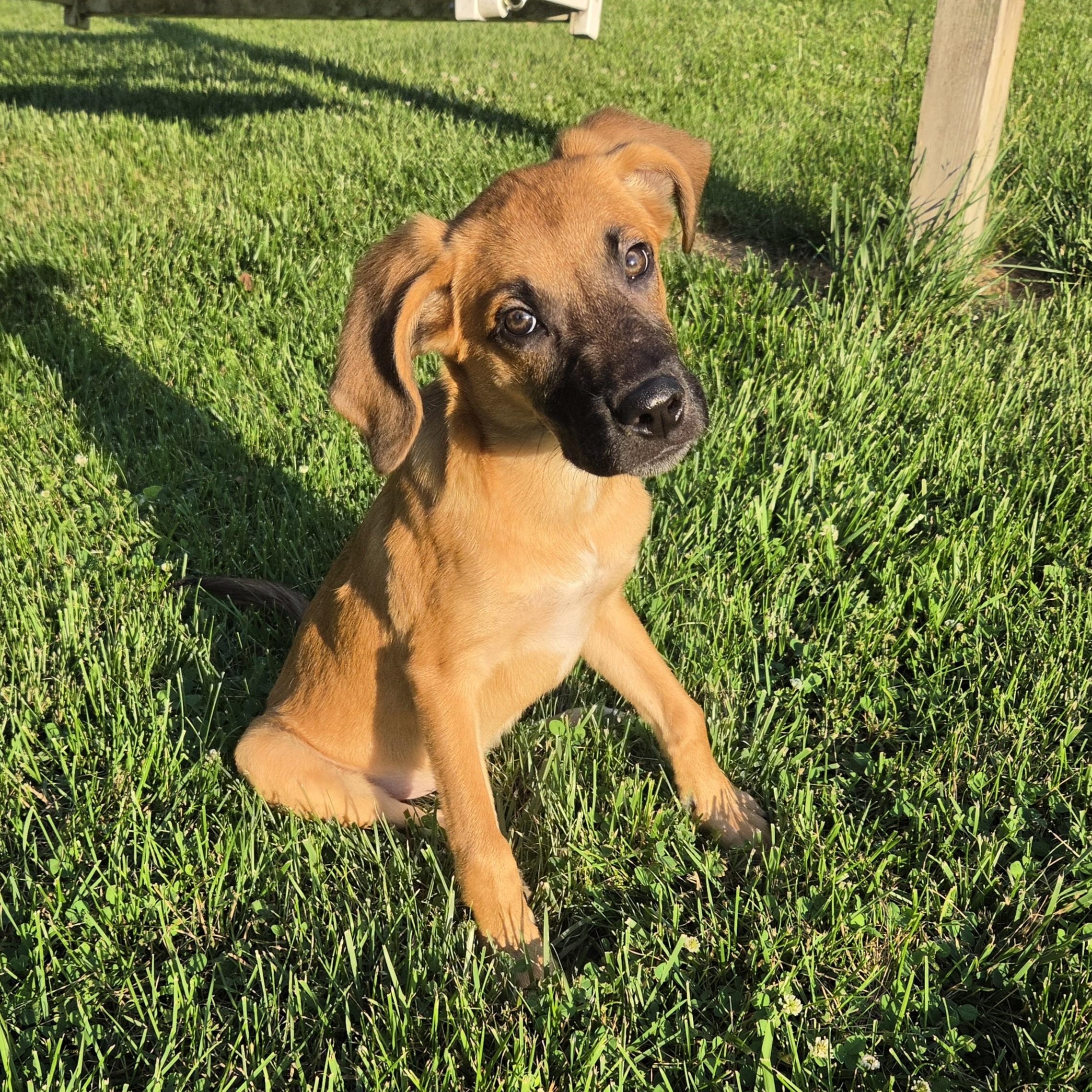 Dunkin, Adoptable, Puppy Male Coonhound.