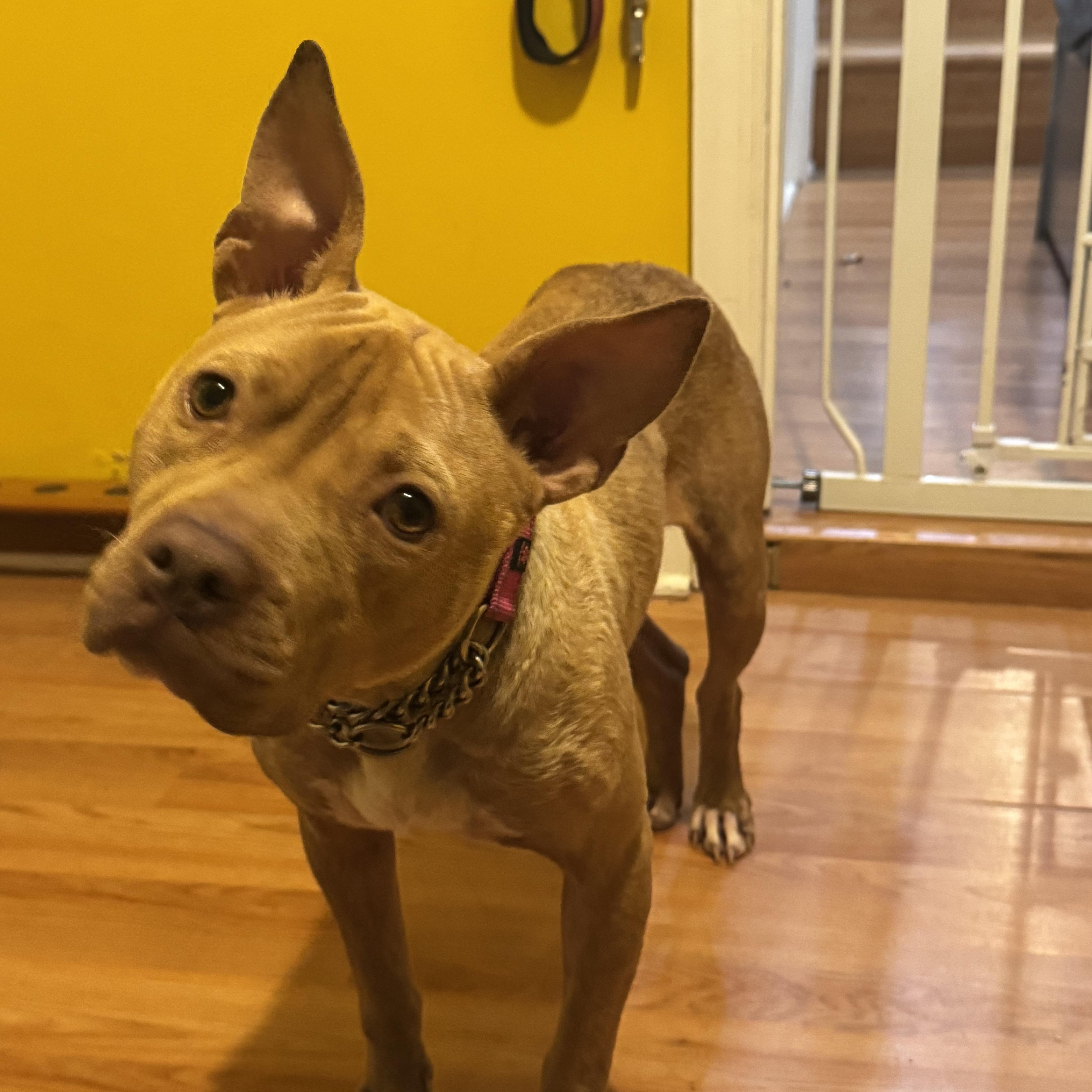 Olivia, a ADOPTABLE mixed breed in South Plainfield, NJ image 4/6