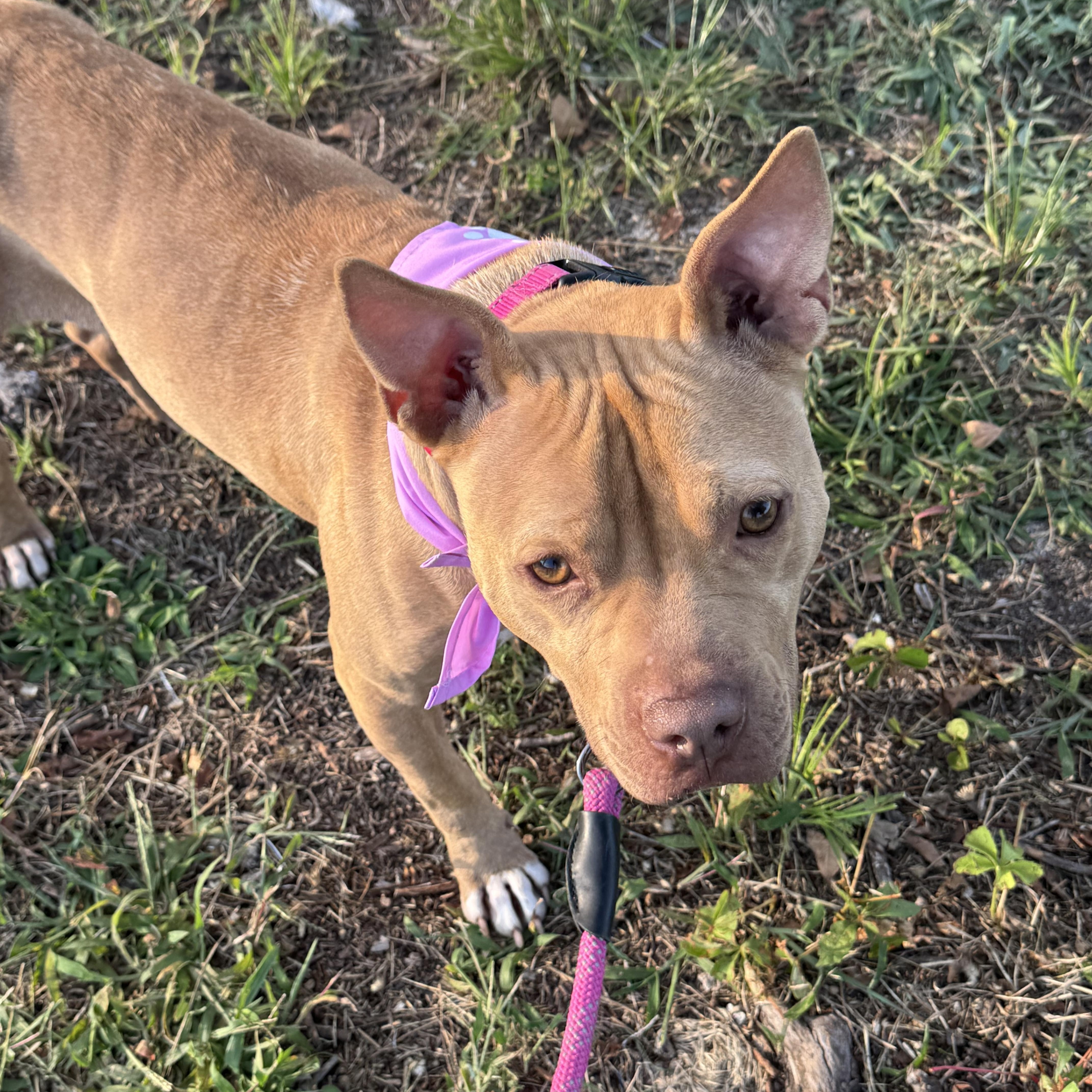 Enlarge Olivia, a Adoptable mixed breed in South Plainfield, NJ image 6/6