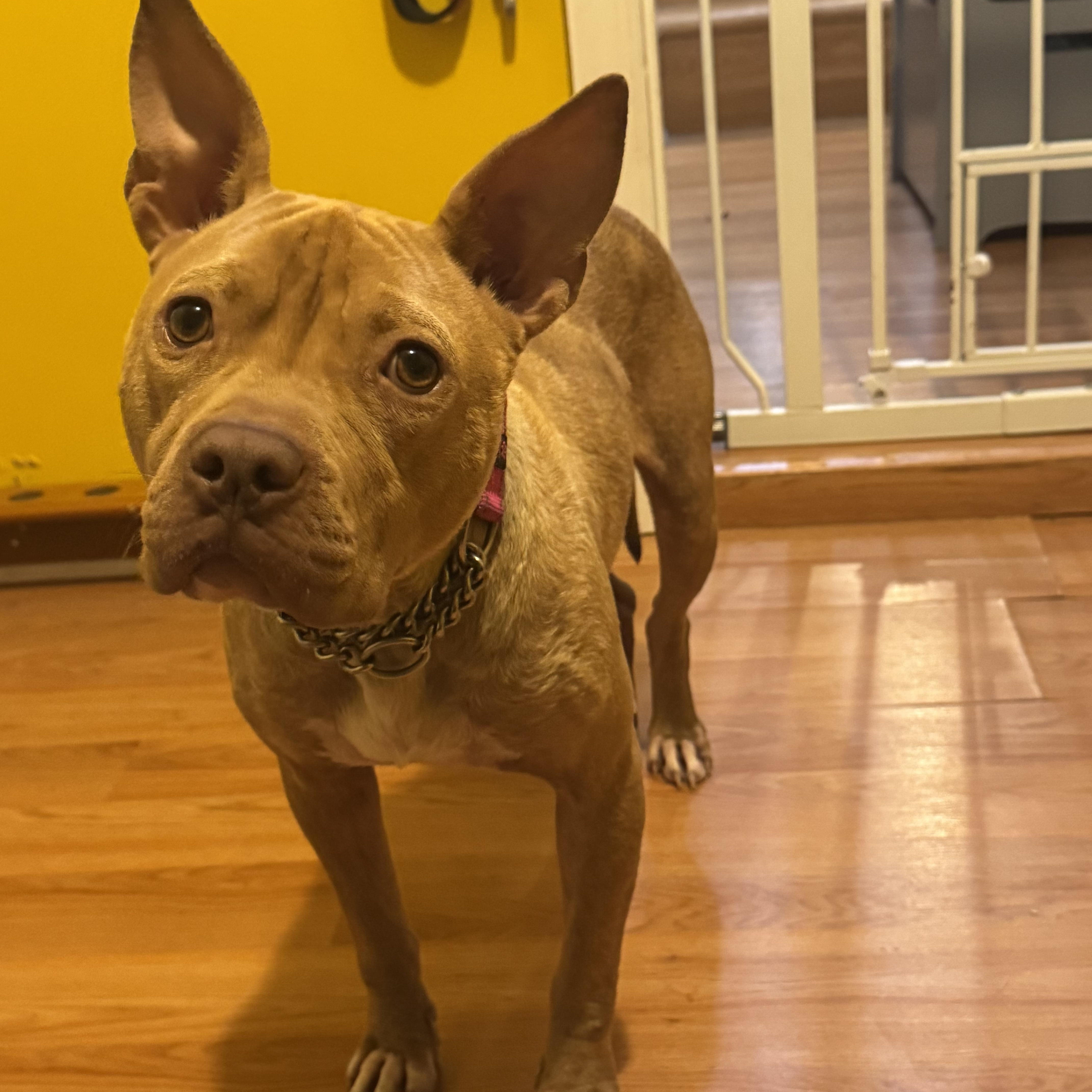 Olivia, ADOPTABLE, Adult Female Pit Bull Terrier.
