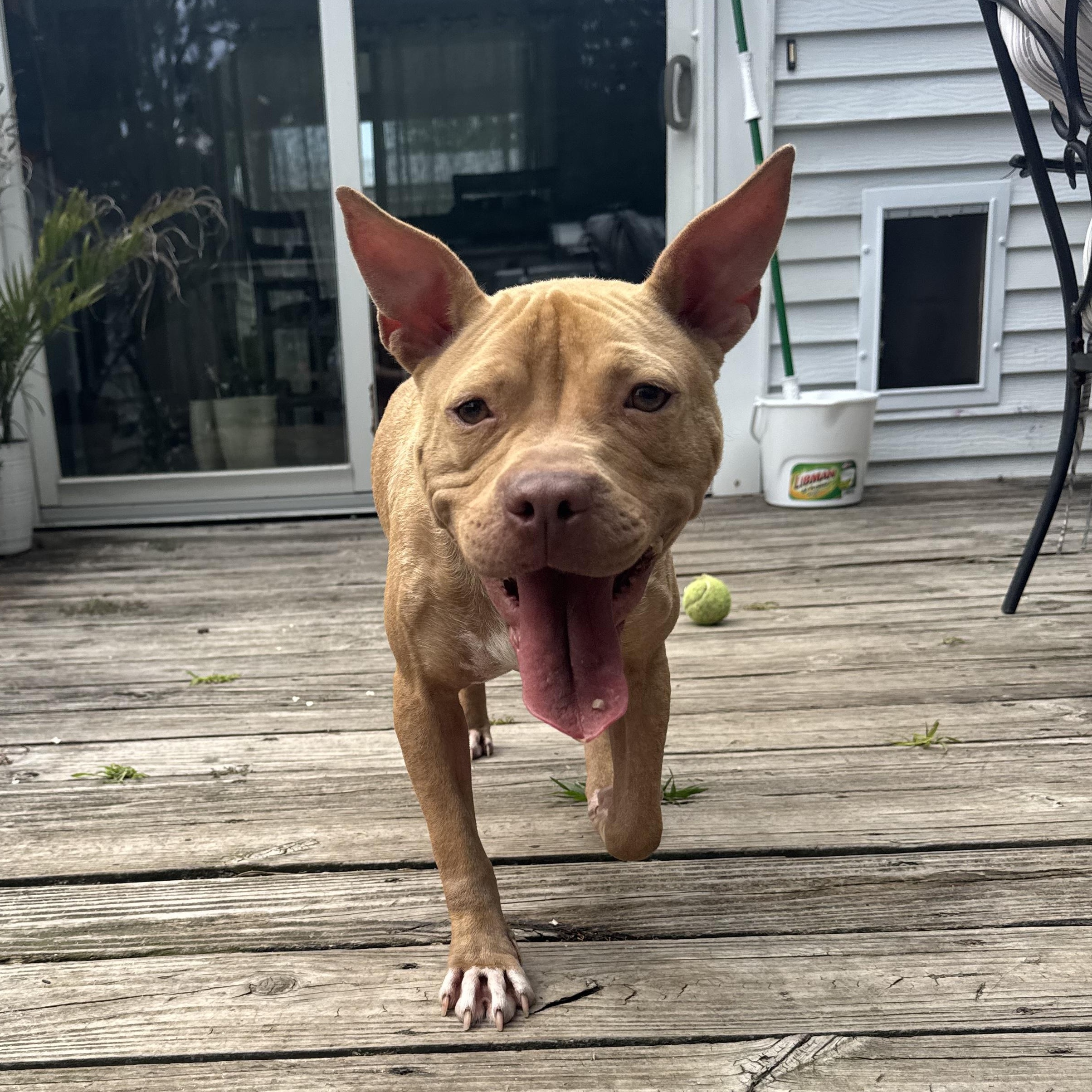 Olivia, a ADOPTABLE mixed breed in South Plainfield, NJ image 6/6