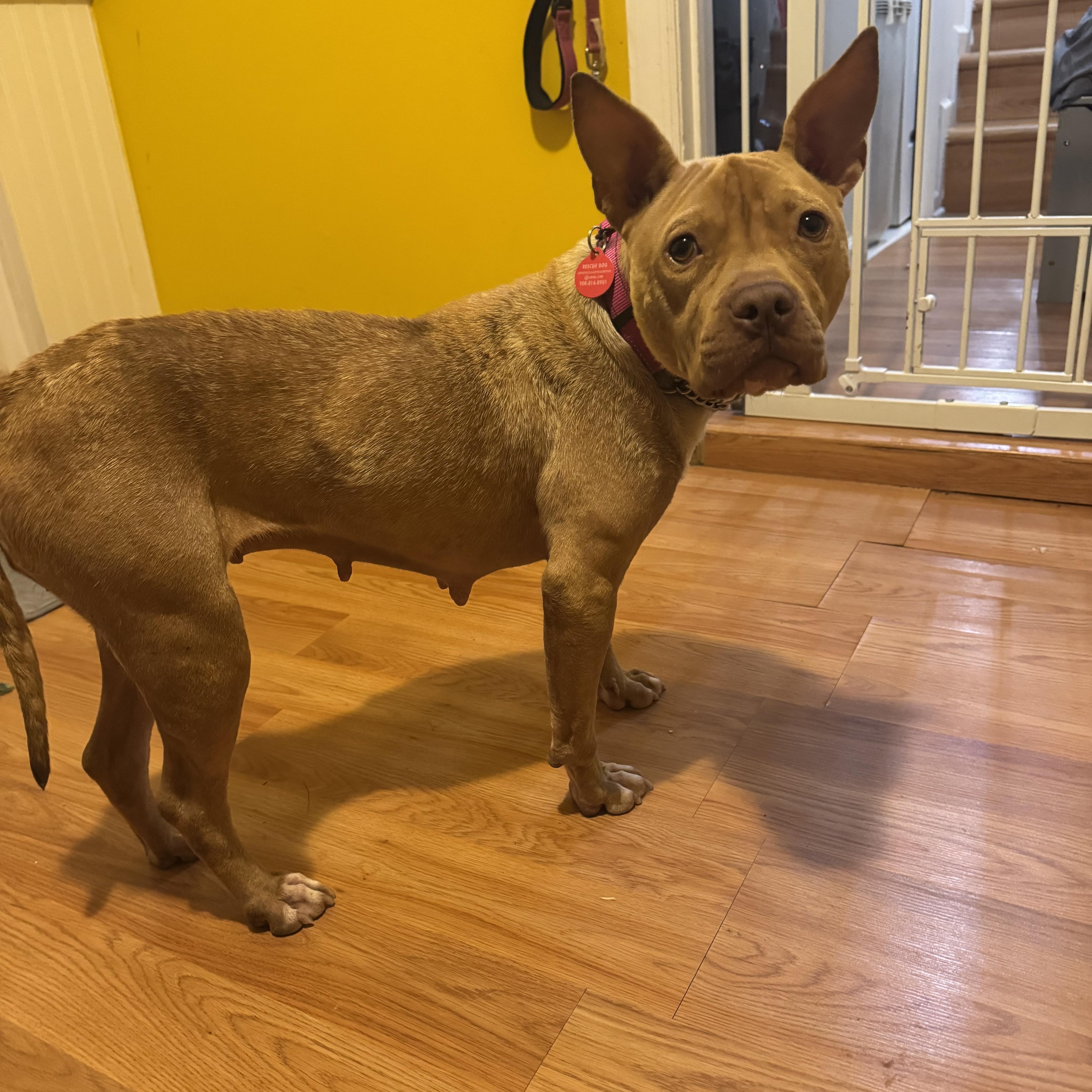 Olivia, a ADOPTABLE mixed breed in South Plainfield, NJ image 2/6
