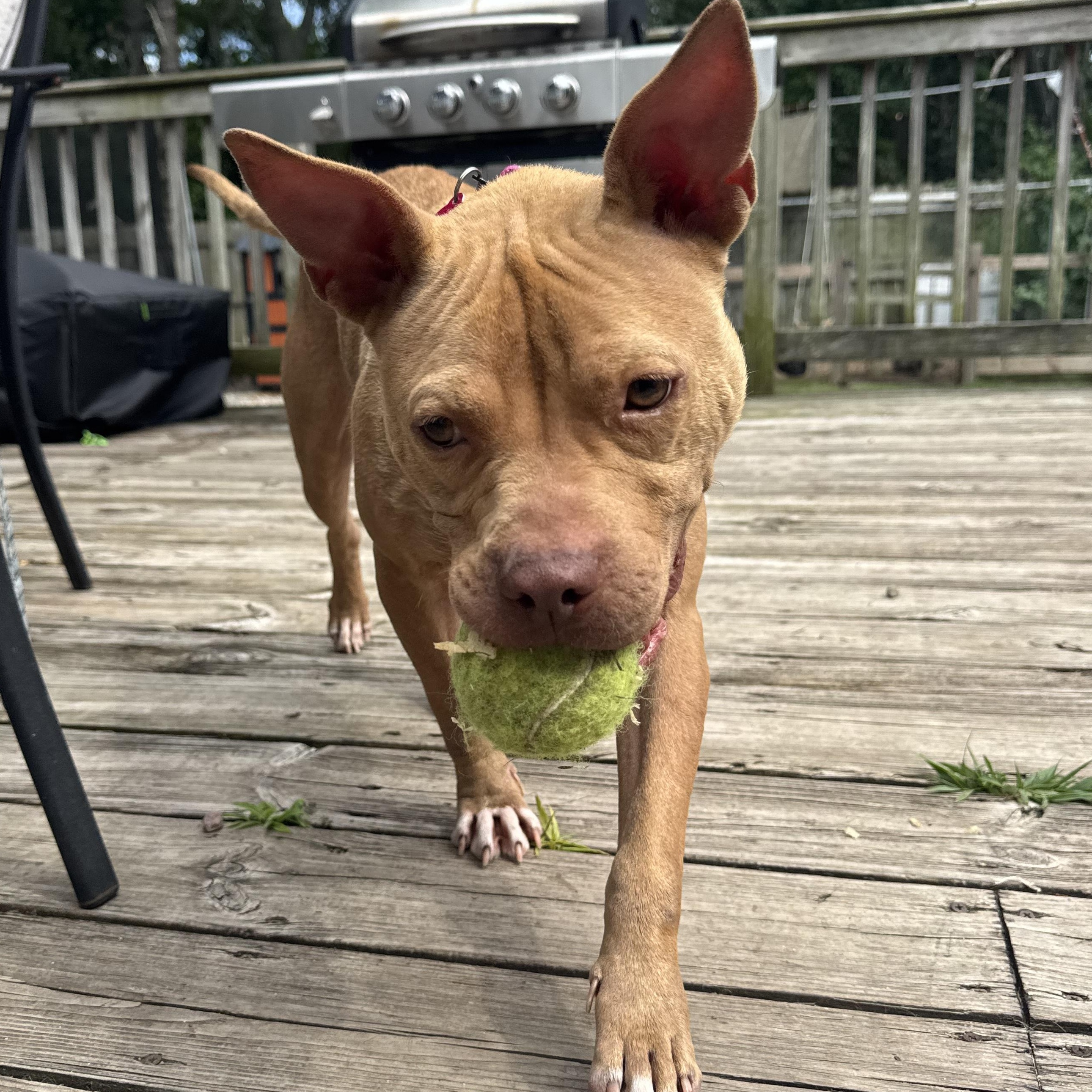 Olivia, a ADOPTABLE mixed breed in South Plainfield, NJ image 3/6