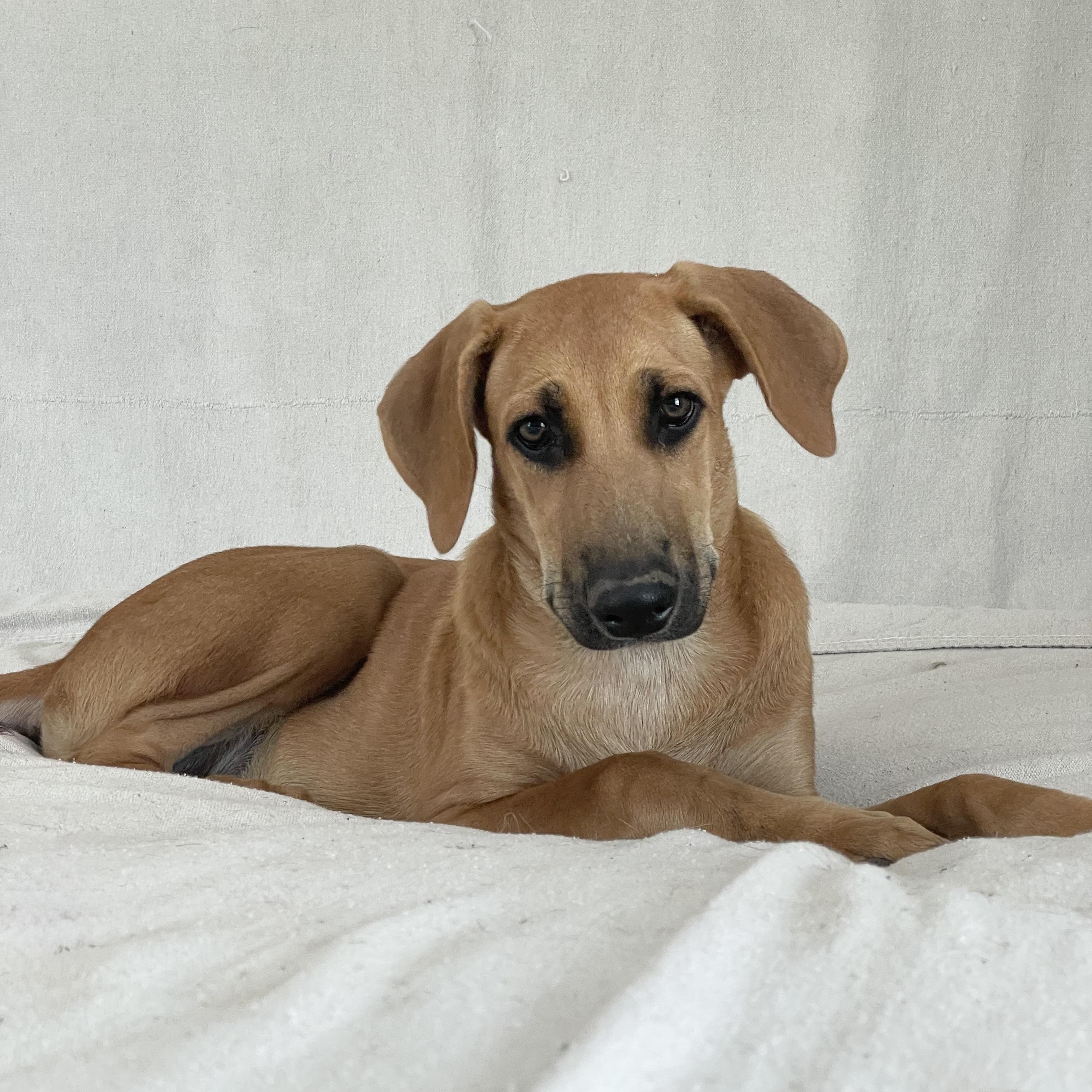 Amazing Haven, ADOPTABLE, Puppy Female Rhodesian Ridgeback.