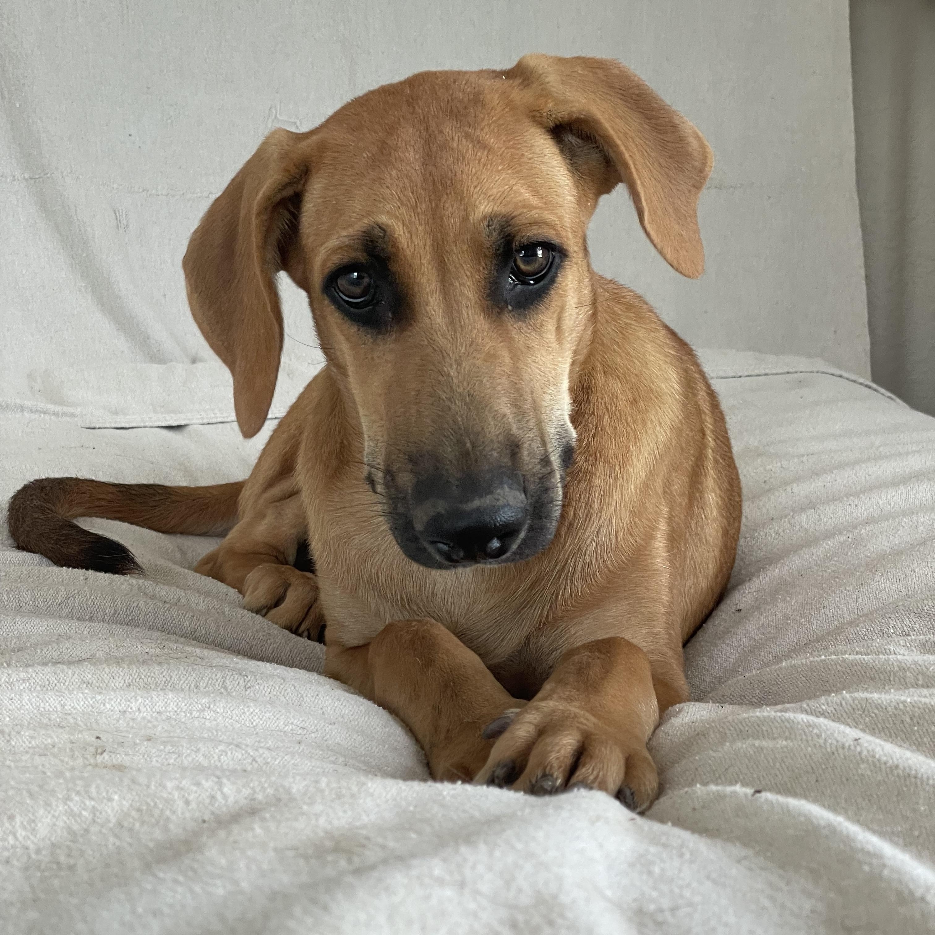 Enlarge Amazing Haven, a ADOPTABLE Rhodesian Ridgeback in West Hartford , CT image 5/5