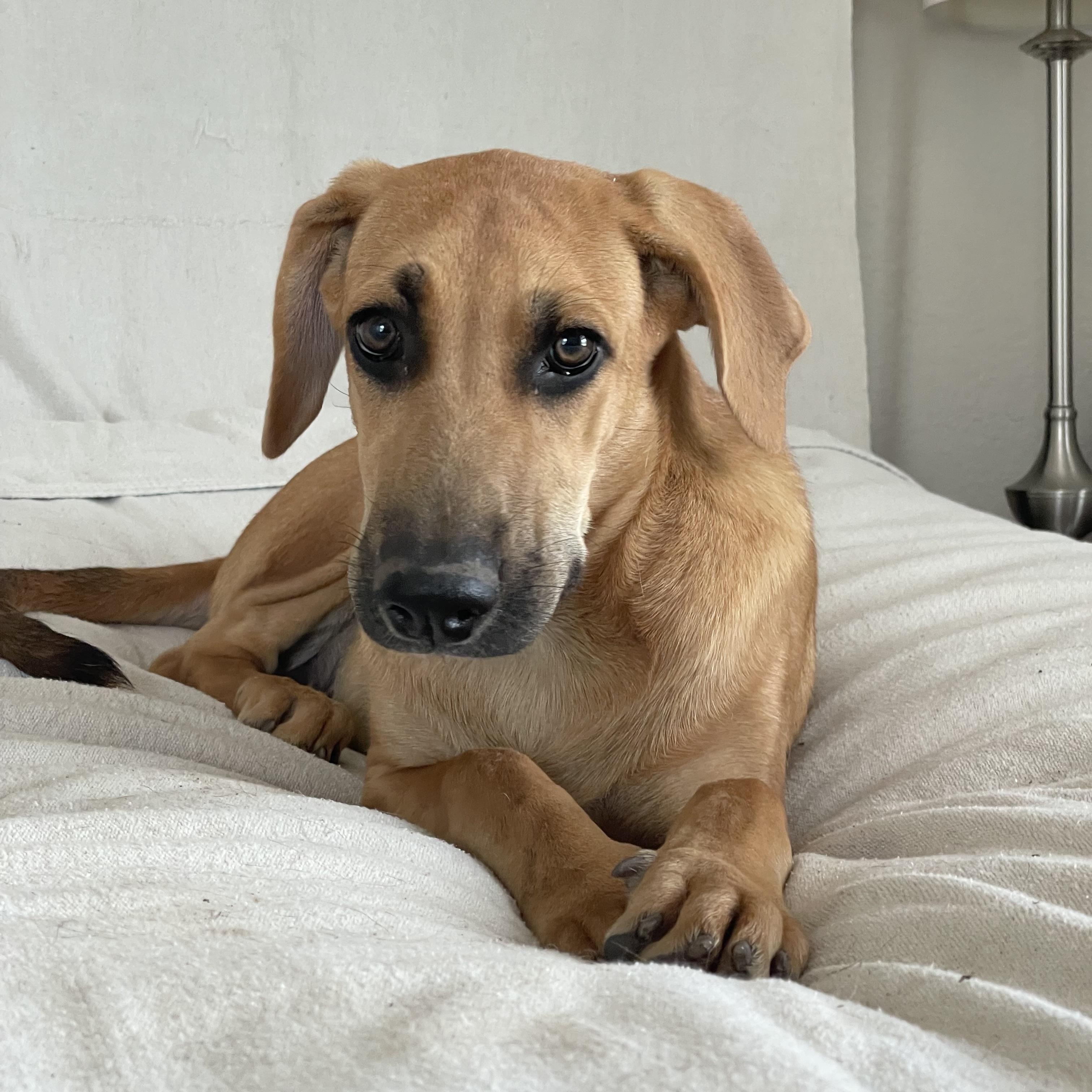 Enlarge Amazing Haven, a ADOPTABLE Rhodesian Ridgeback in West Hartford , CT image 4/5