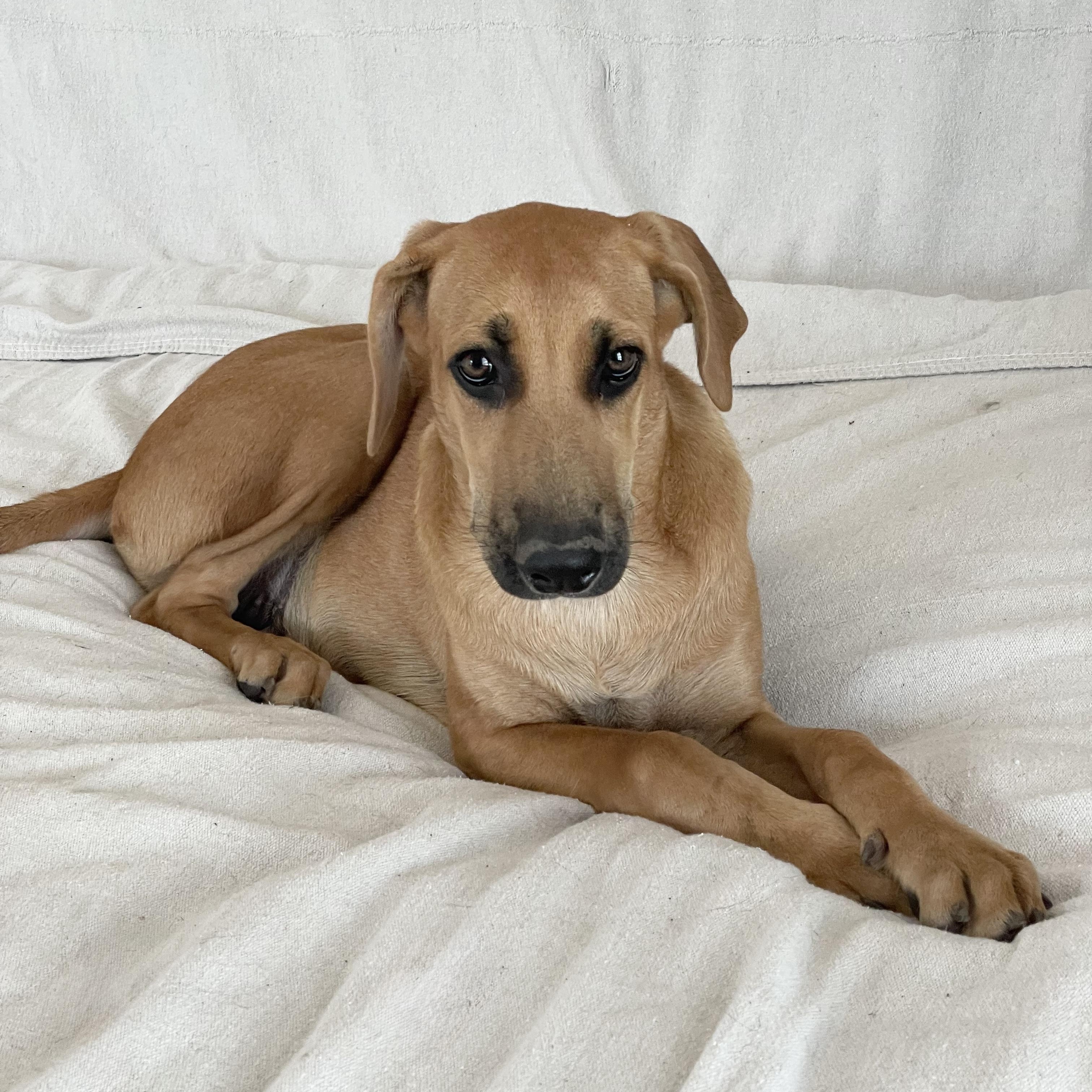 Enlarge Amazing Haven, a ADOPTABLE Rhodesian Ridgeback in West Hartford , CT image 2/5