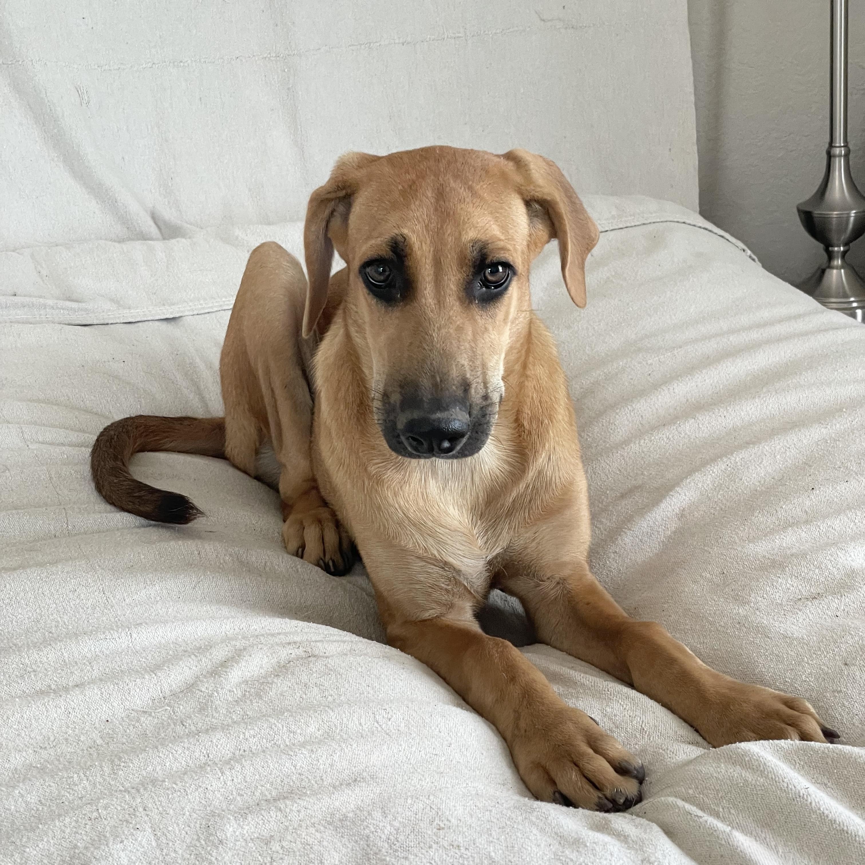 Enlarge Amazing Haven, a ADOPTABLE Rhodesian Ridgeback in West Hartford , CT image 3/5