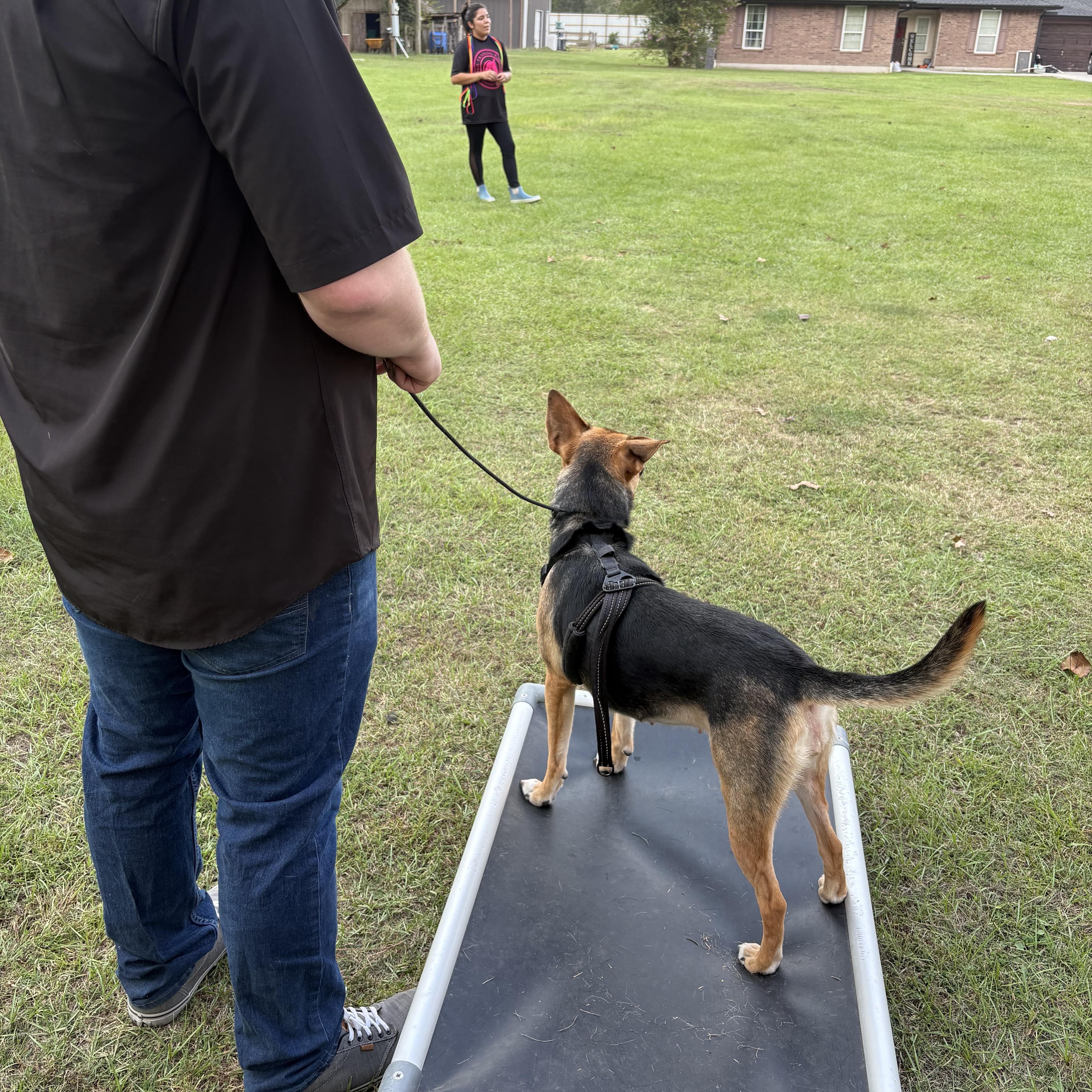 Freya, an adopted mixed breed in Wilmington, NC image 5/6