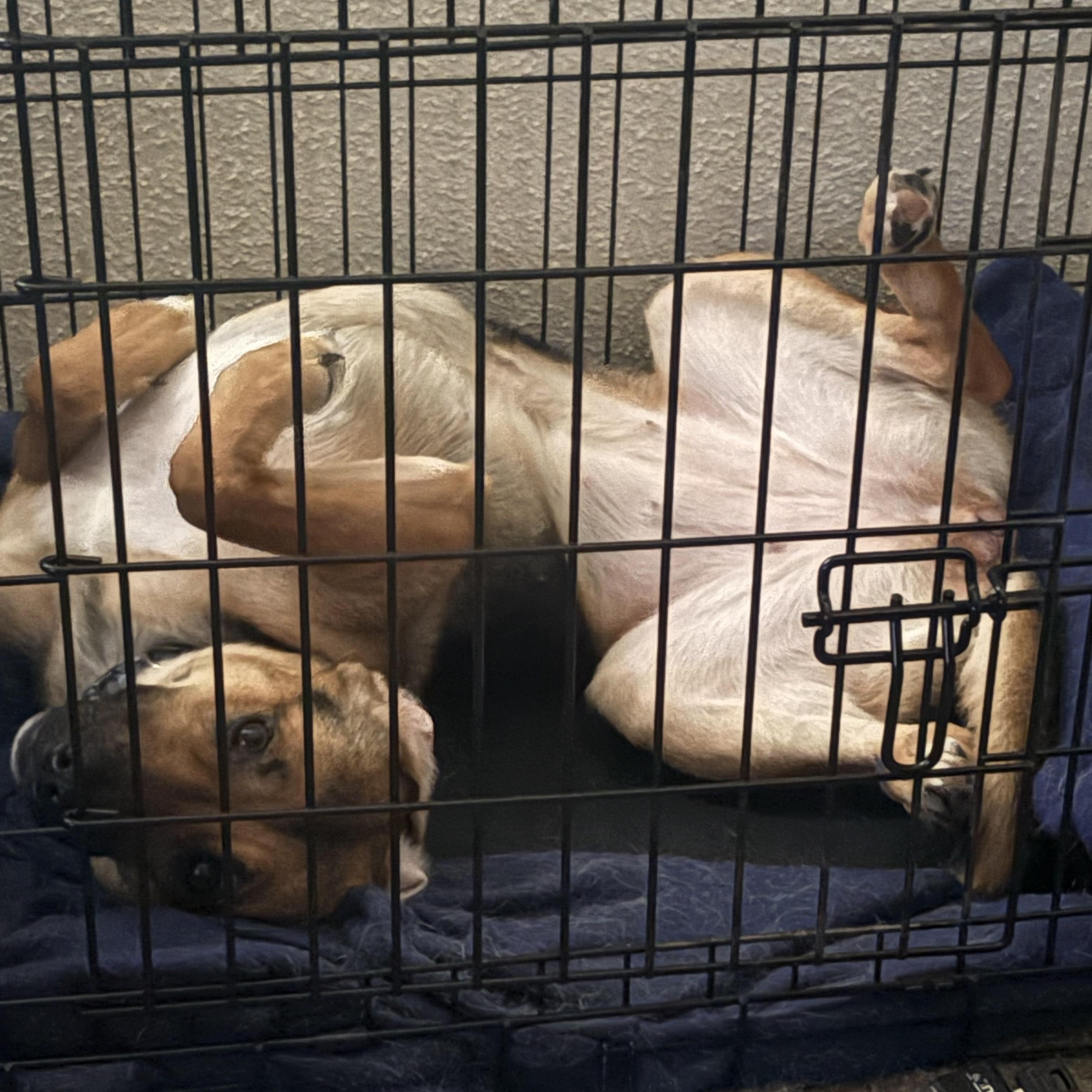 Freya, an adopted mixed breed in Wilmington, NC image 6/6