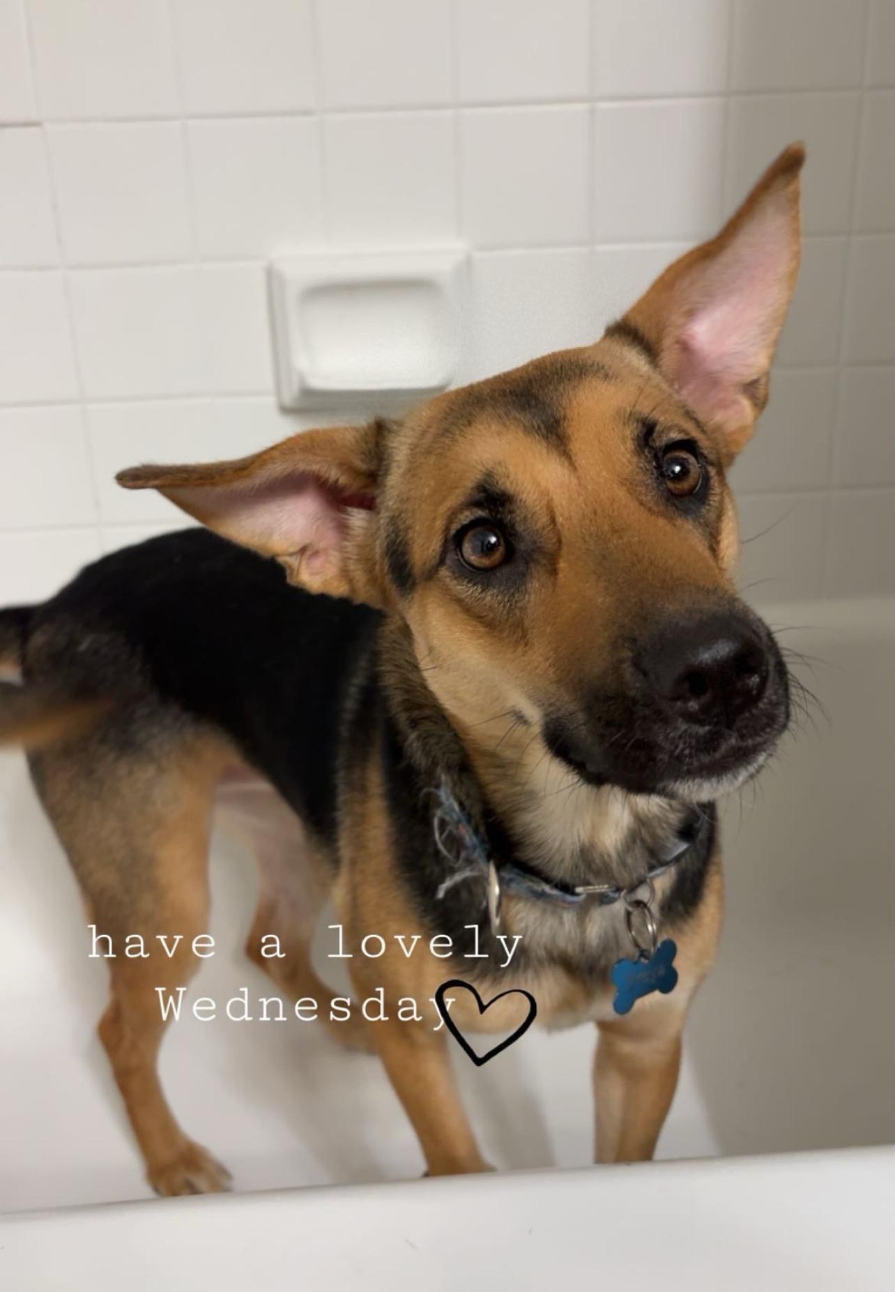 Freya, an adopted mixed breed in Wilmington, NC image 1/6